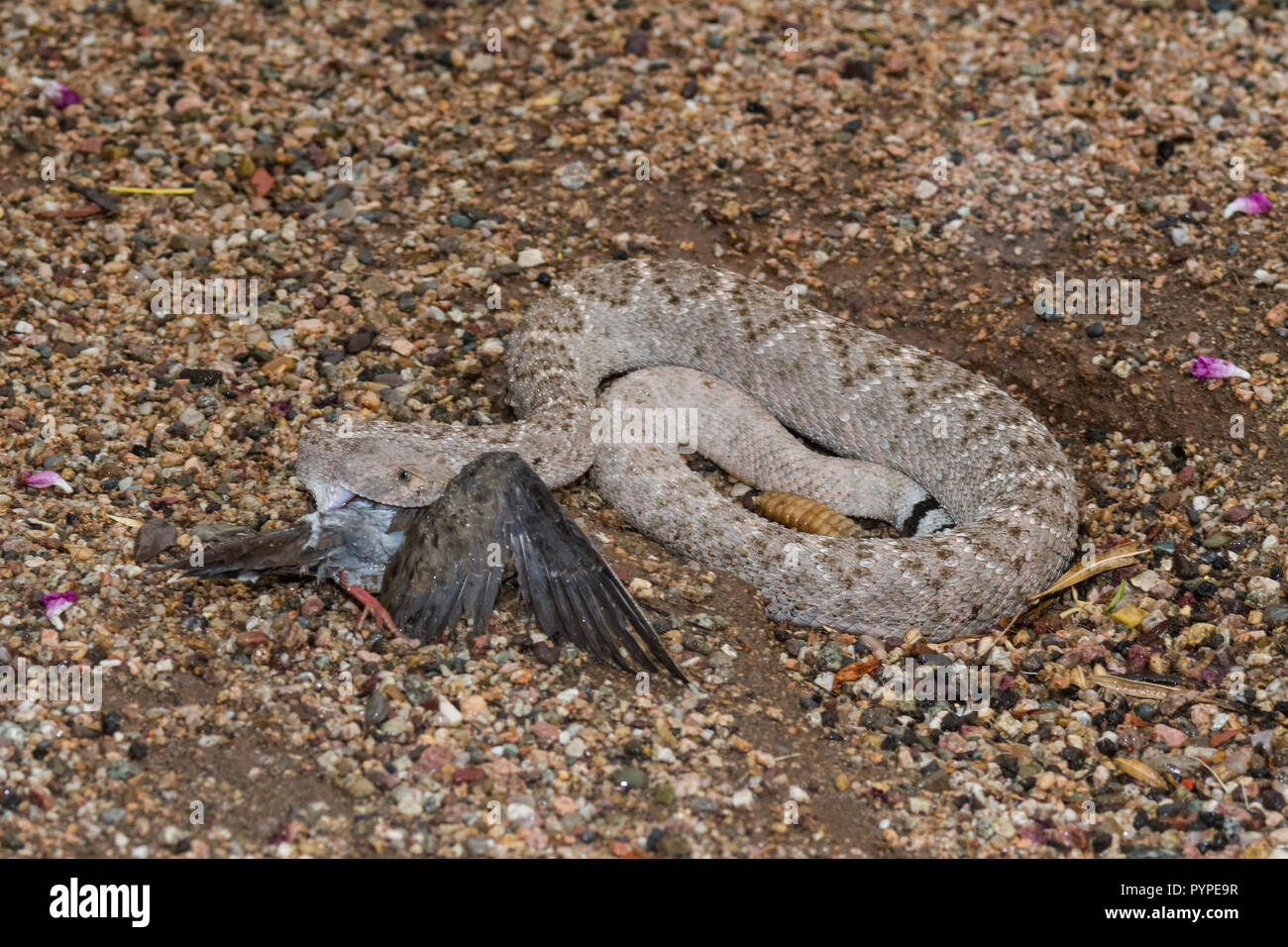 A Western Diamondback rattlesnake (Crotalus atrox) strikes, catches and then swallows a Morning Dove (Zenaida macroura). (Arizona) Stock Photo