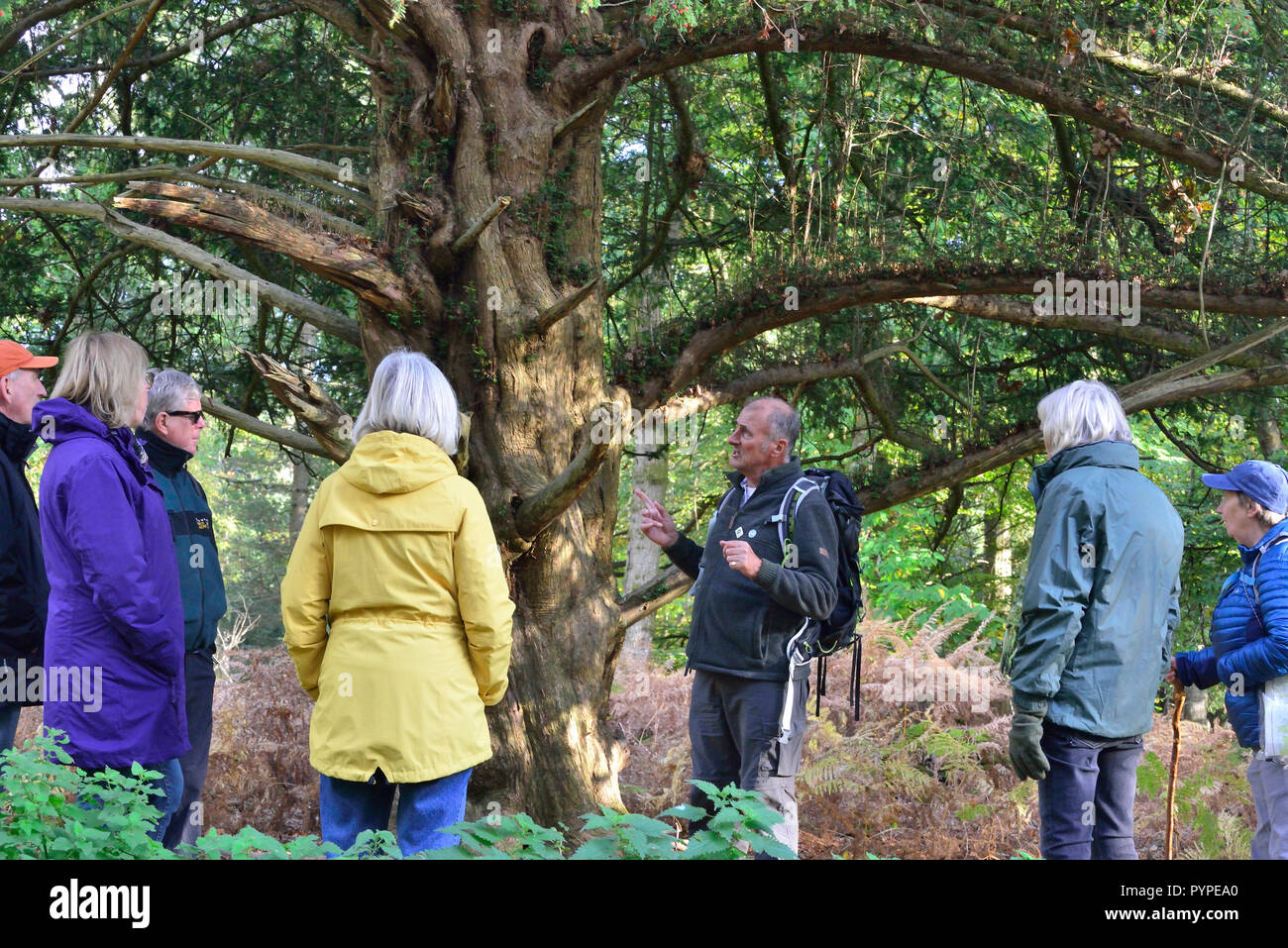 Official Guide on the New Forest National Park walking -festival explaining the ancient yew tree to  walkers on  route to Whitefield Moor Stock Photo