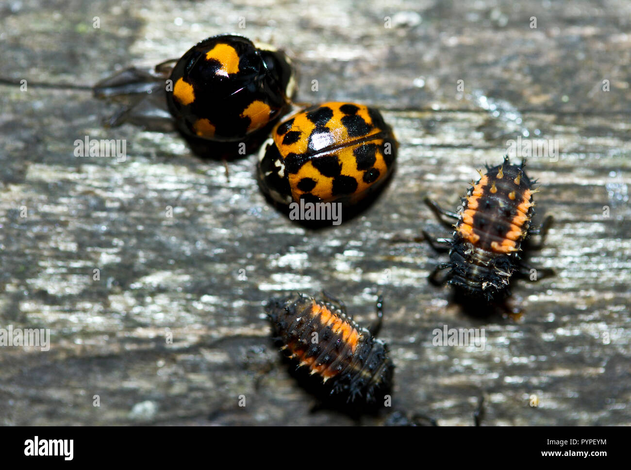 The invasion Harlequin Ladybug has arrived in huge numbers this autumn and threaten idogenous ladybird species as it is both predatory on them Stock Photo
