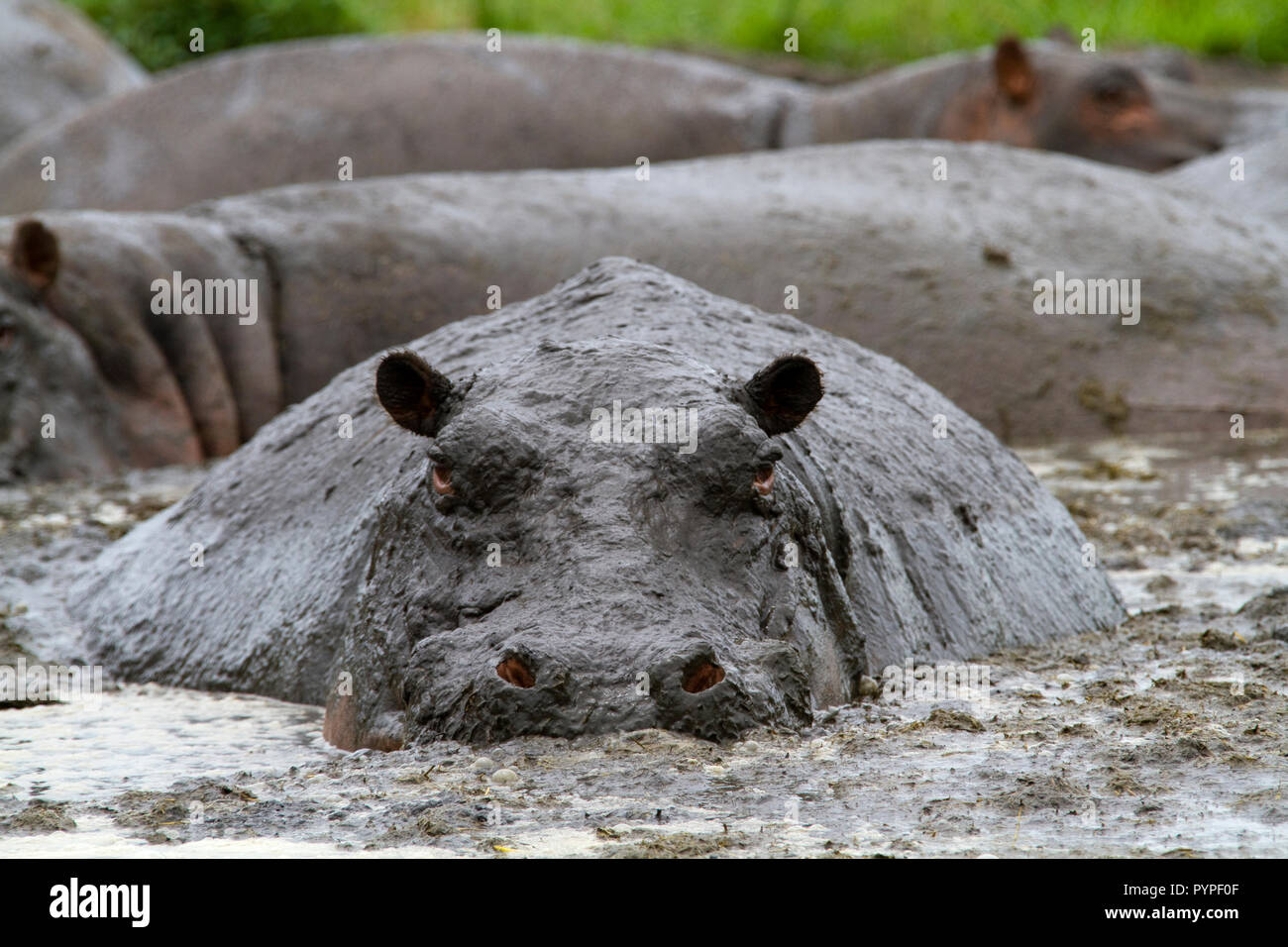 The hippo has very sensitive skin that easy dries and burns so they like to wallow in mud baths as part of their skin care process Stock Photo