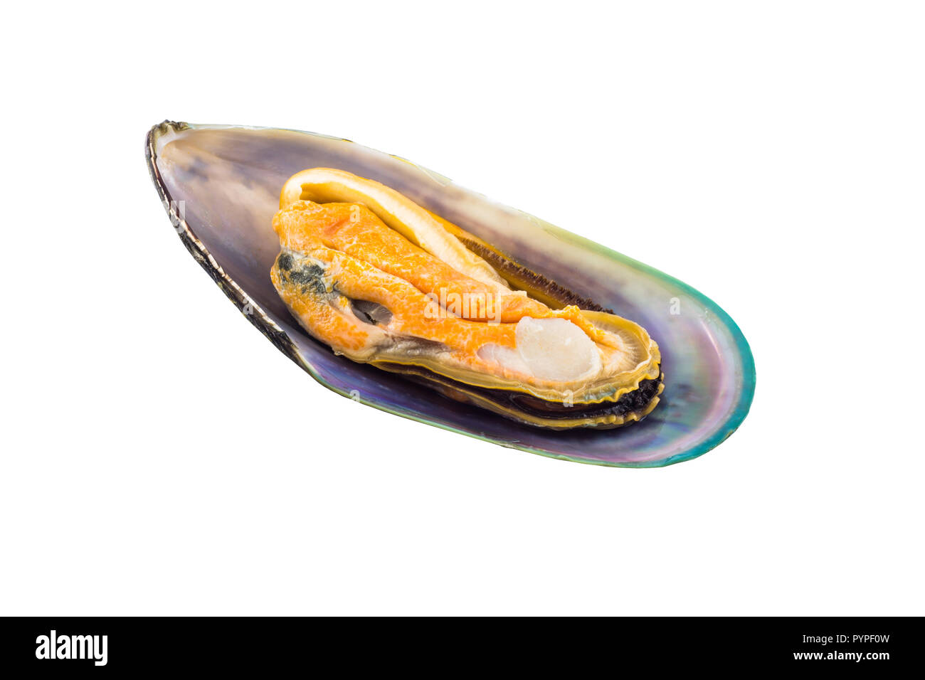 Fresh raw green shell mussel on white background Stock Photo