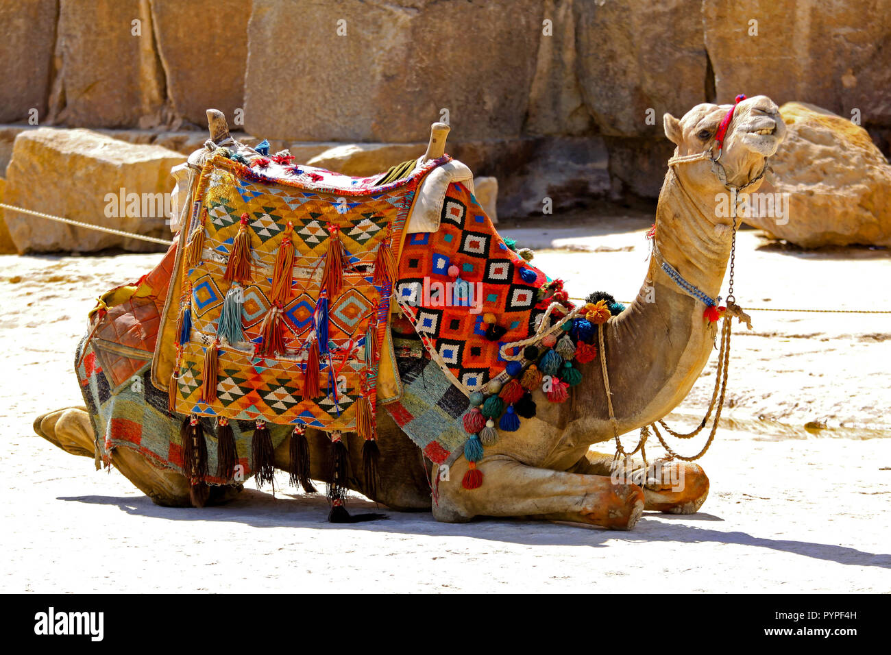 Camel sit with traditional Bedouin saddle in Egypt Stock Photo