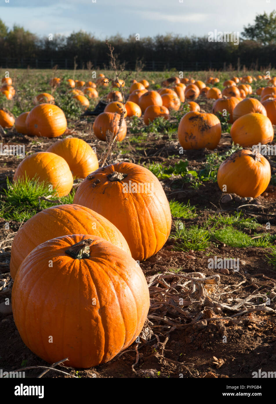 Pumpkins in field Stock Photo