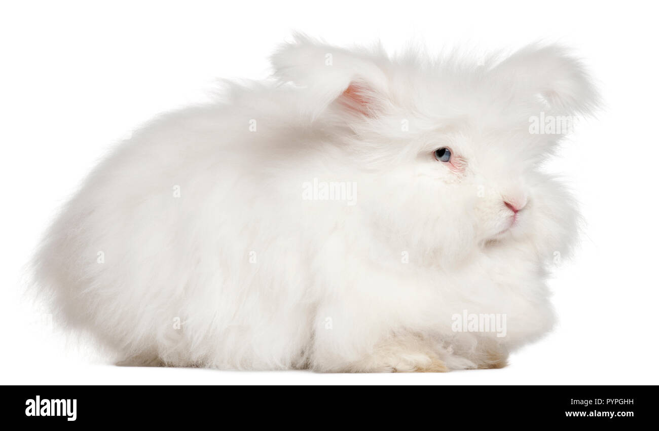 English Angora rabbit in front of white background Stock Photo - Alamy