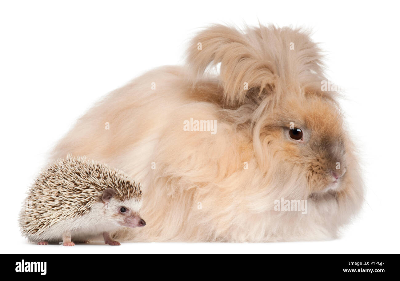 English Angora rabbit and a Four-toed Hedgehog, Atelerix albiventris, in front of white background Stock Photo