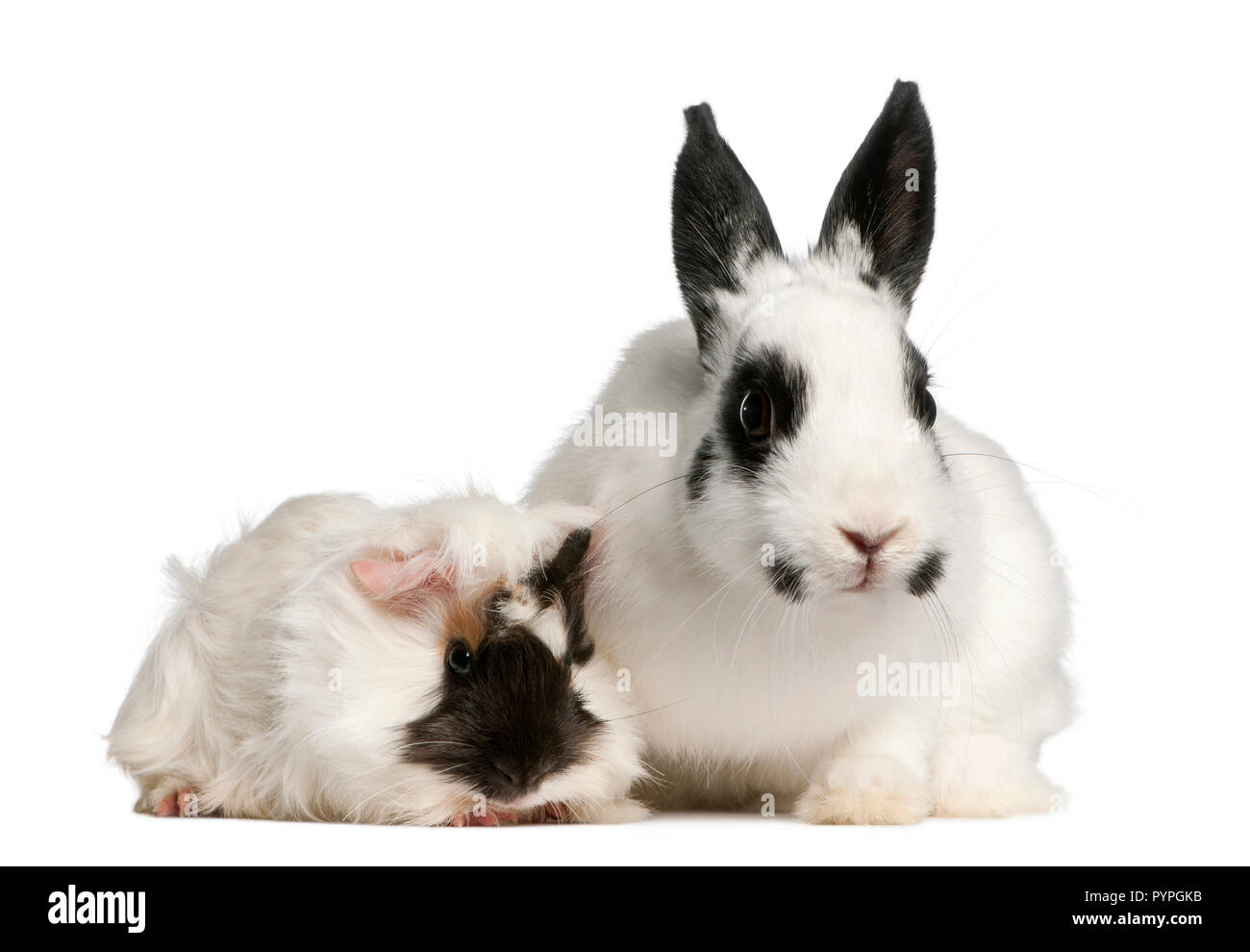 Dalmatian rabbit, 2 months old, and an Abyssinian Guinea pig, Cavia porcellus, sitting in front of white background Stock Photo