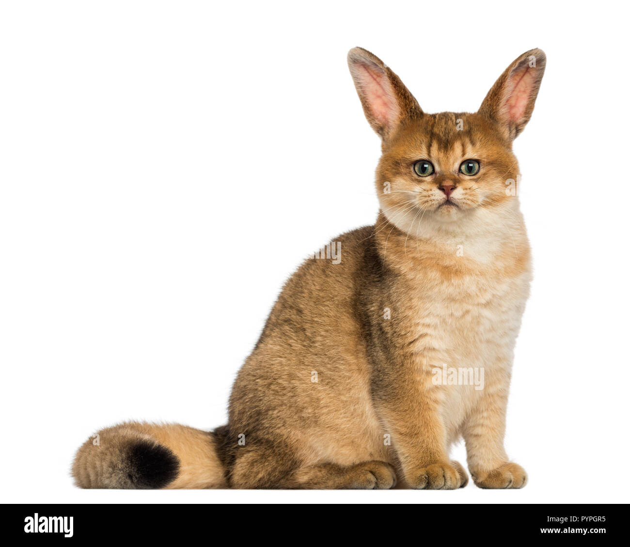 Cat with rabbit ears sitting and looking at the camera Stock Photo