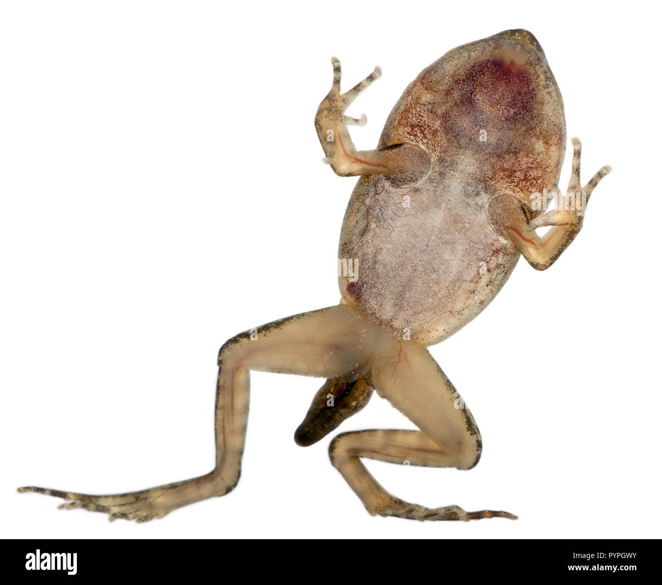 Common Frog, Rana temporaria, young metamorphosis at 14 weeks, in front