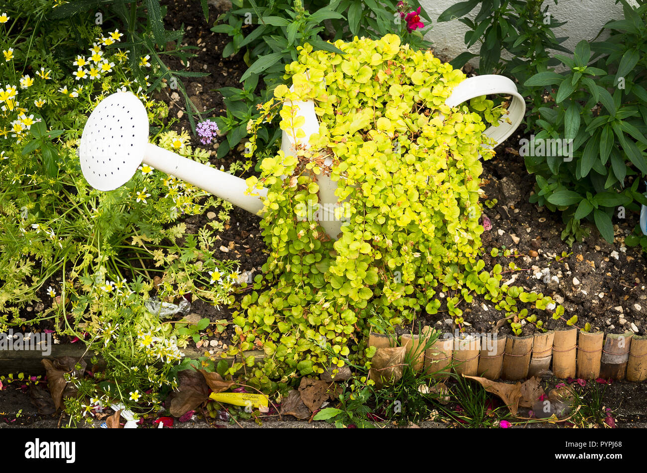 An old watering can used as a planter for Creeping Jenny in a garden comprising recycled artifacts in the UK Stock Photo