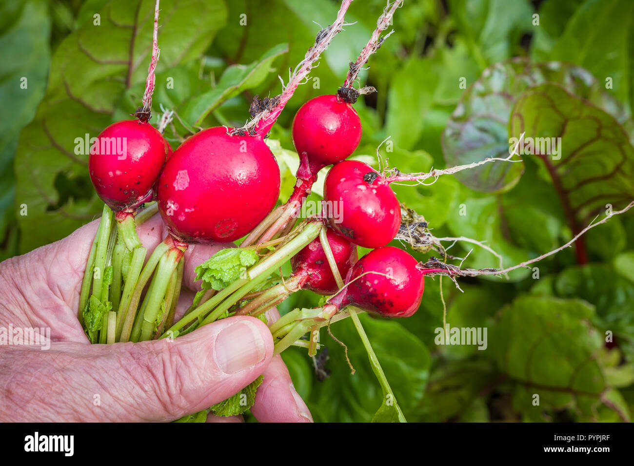 Freshly pulled Radishes variety Rougette in September in an English garden Stock Photo