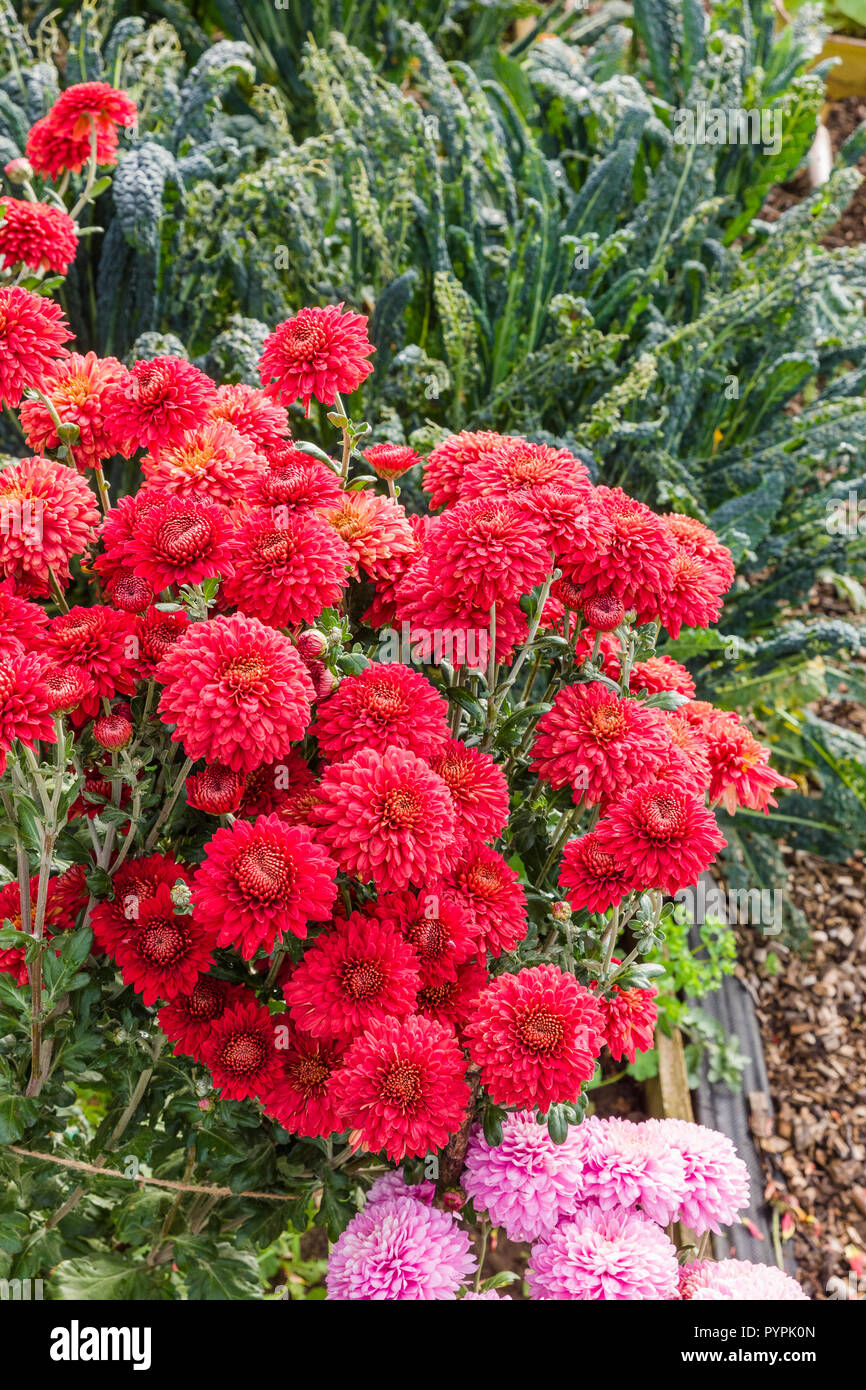 Hardy spray chrysanthemums from the Pennine series, growing alongside vegetables, flowering in October and ready for cutting for indoors in UK Stock Photo