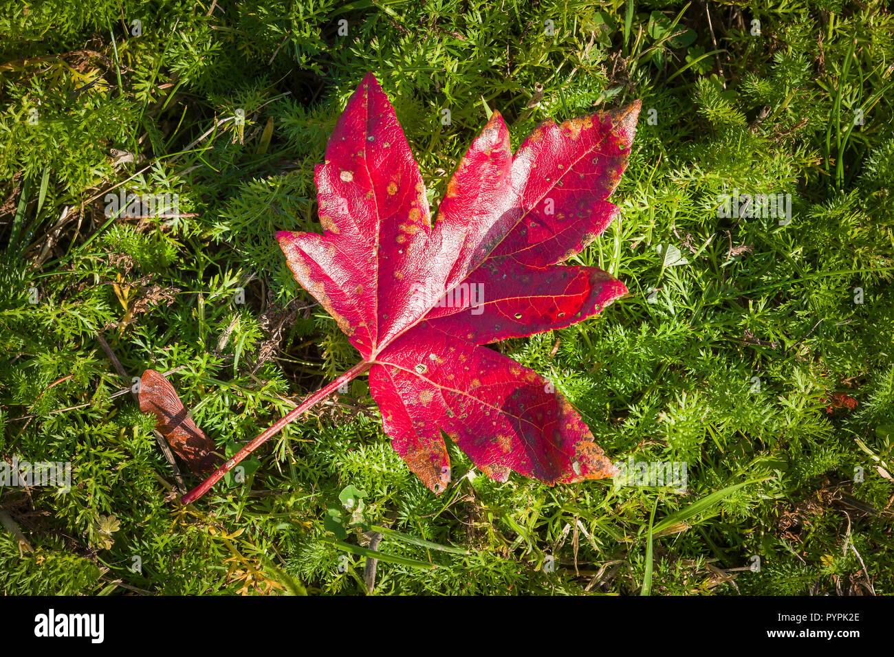 A fallen leaf from an ornamental crab apple tree Malus trilobata