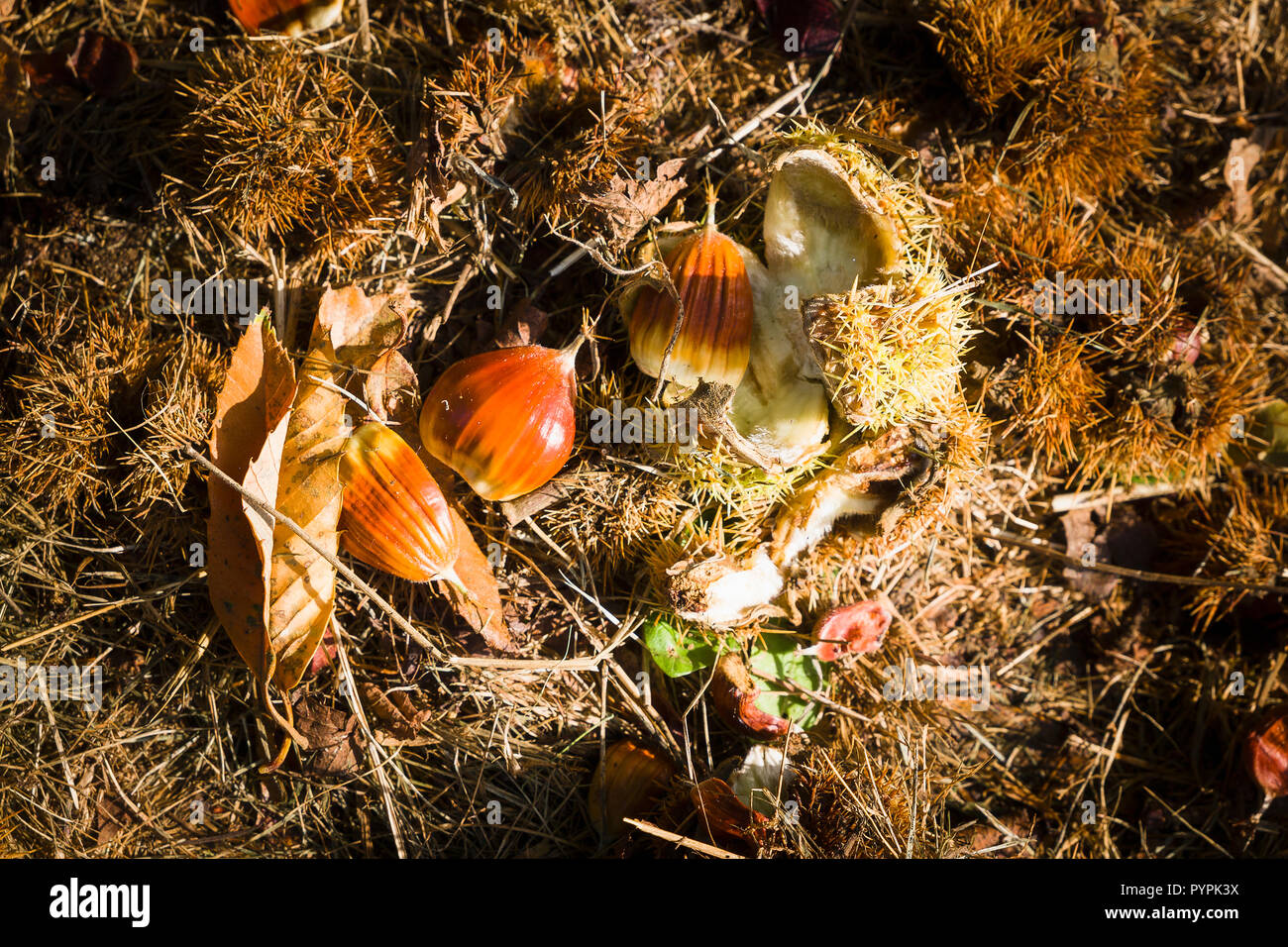 Ripe chestnuts have fallen to the ground  ready to be discovered and roasted in Wiltshire England uk Stock Photo