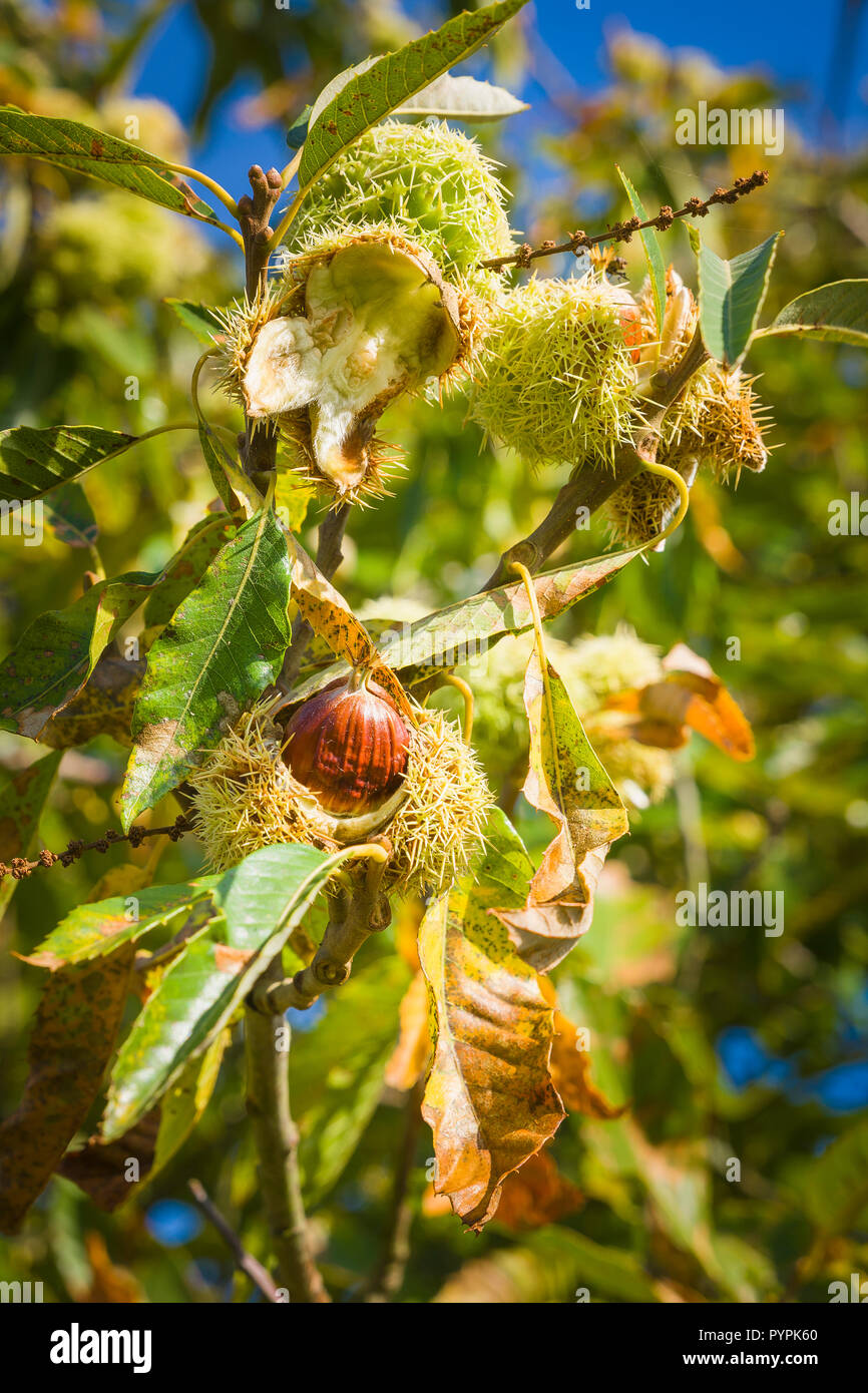 Ripe sweet chestnuts burst through their cases while still hanging on the tree in October in Wiltshire England UK Stock Photo