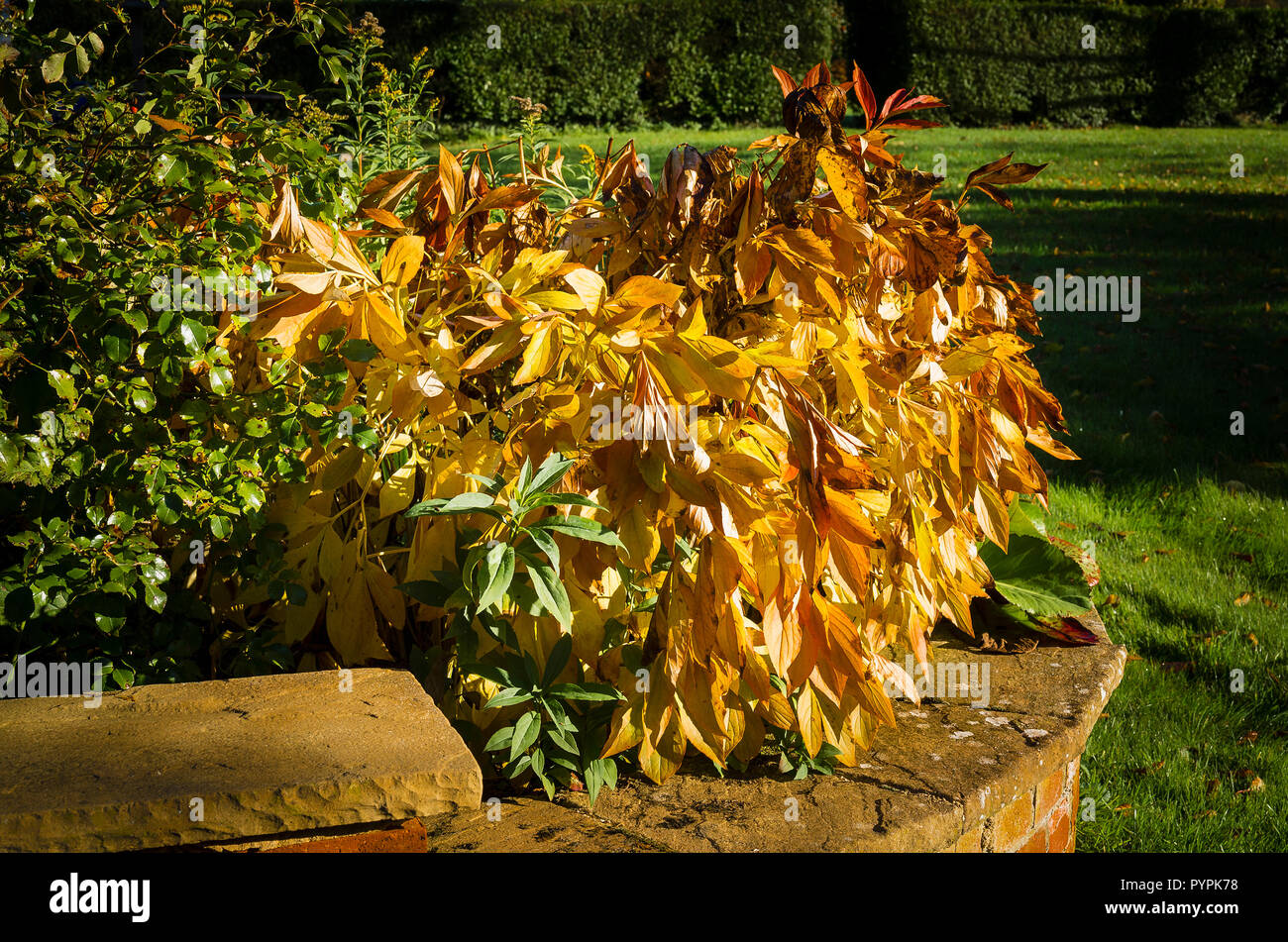 A peony plant in October showing the lovely golden colour of the dying foliiage in an English garden Stock Photo