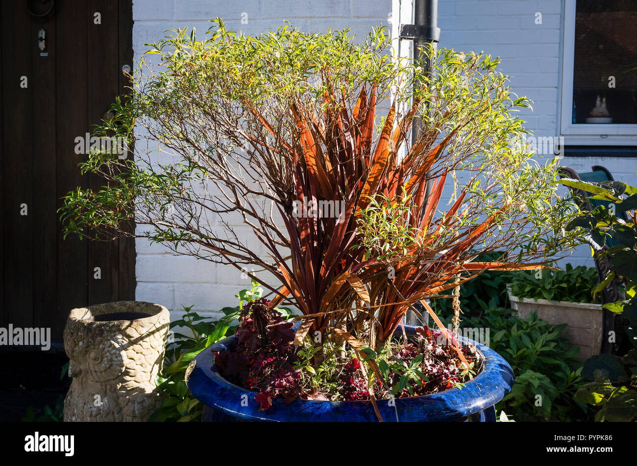 An unusual combination of plants in a big blue planter. Frost had cut down the cordyline and was overplanted with a dwarf hypericum. Two years later t Stock Photo