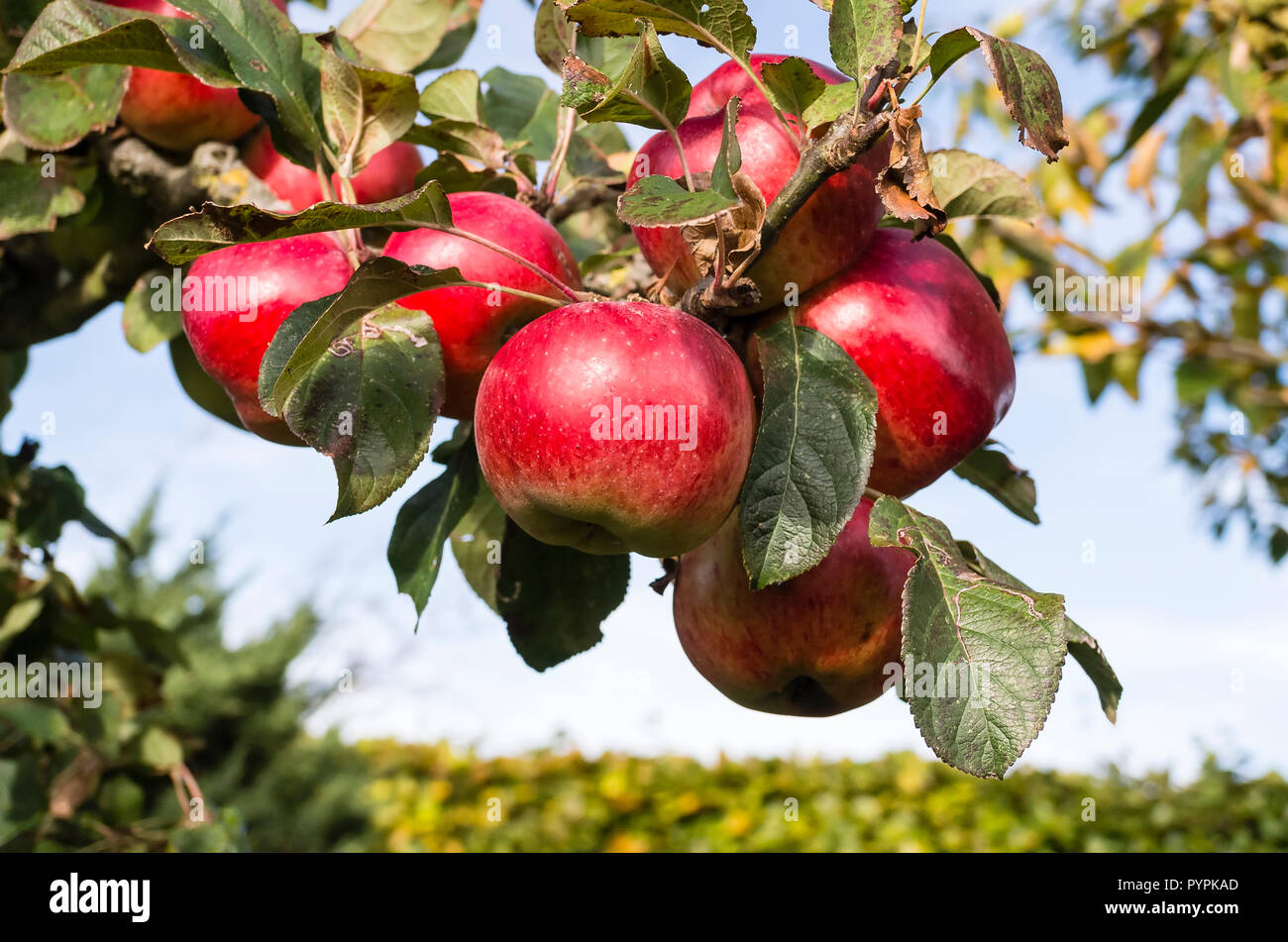 Fully ripe apples on a tree. Variety Malus domestica Howgate Wonder in October in UK Stock Photo