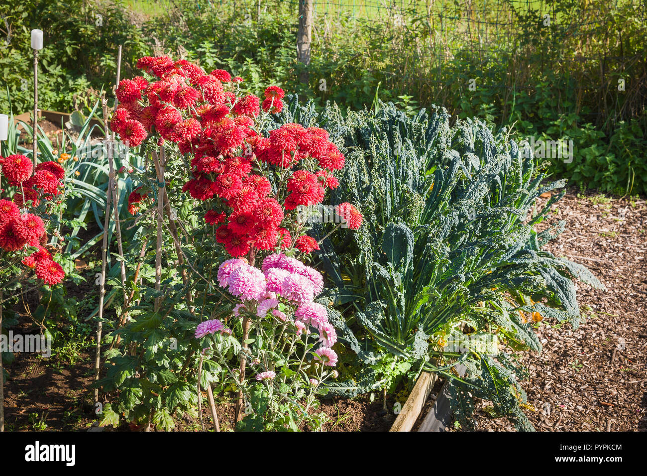 Spray chrysanthemums growing in a vegetable patch for cutting in Autumn in UK Stock Photo