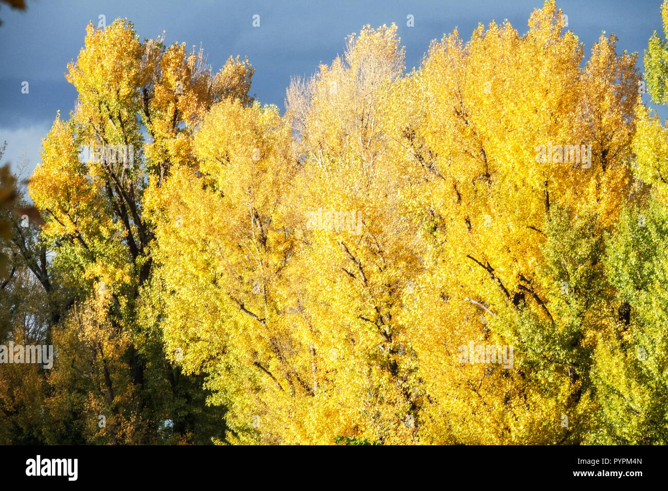 Black Poplar Tree, Populus nigra, autumn foliage, on the bank of the Danube, Austria Stock Photo