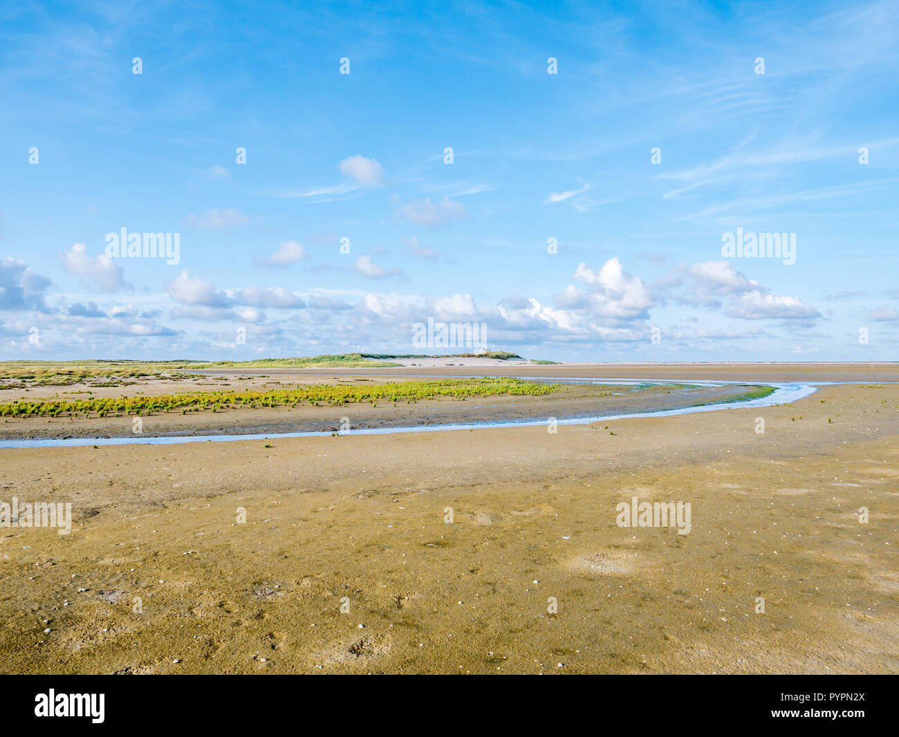 Tidal sand flats at low tide, stream and salt marsh of nature reserve Boschplaat on Frisian island Terschelling, Netherlands Stock Photo