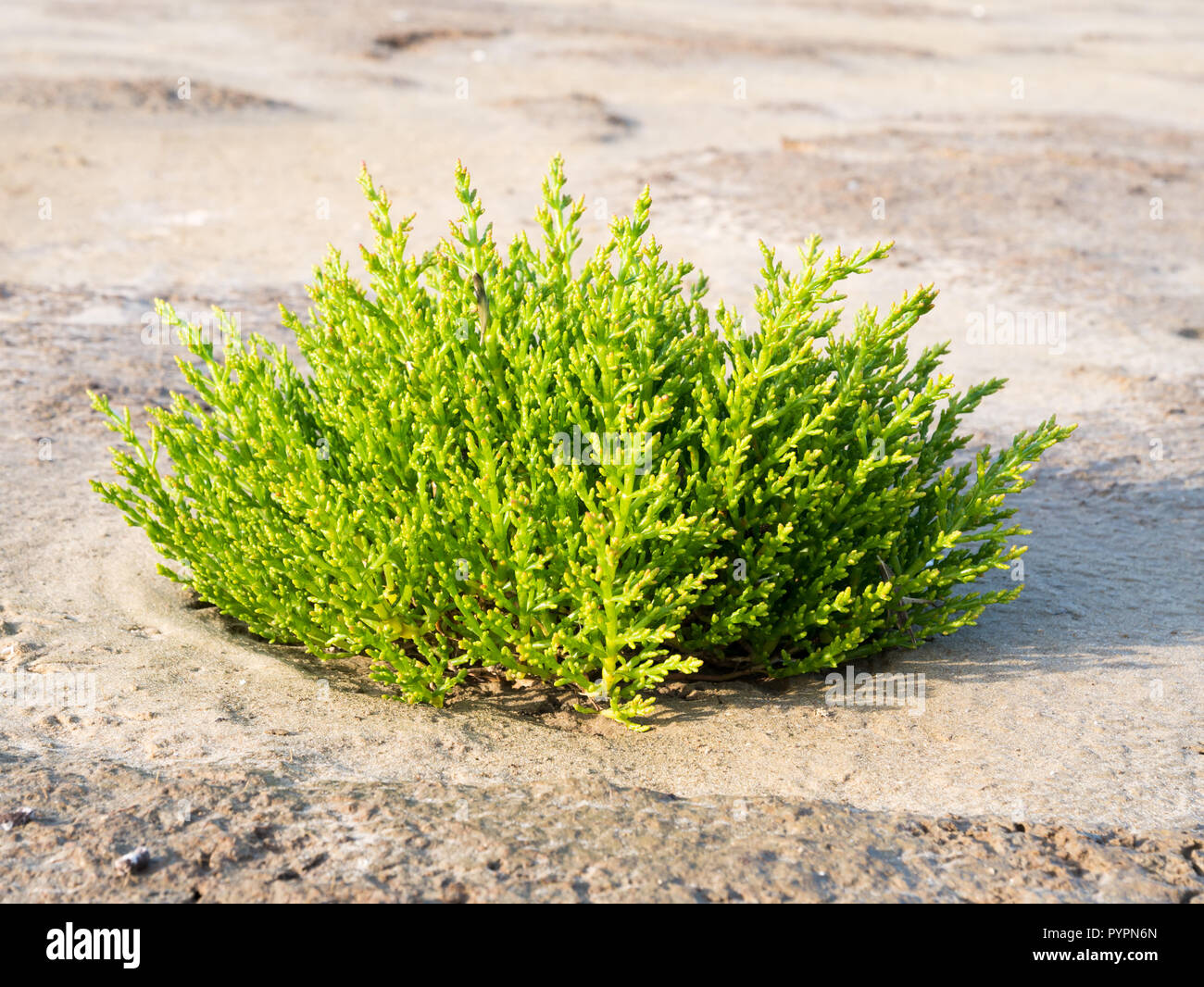 Common glasswort plant, Salicornia europaea, growing in sand of tidal flats at low tide of Wadden Sea in nature reserve Boschplaat on Terschelling, Ne Stock Photo