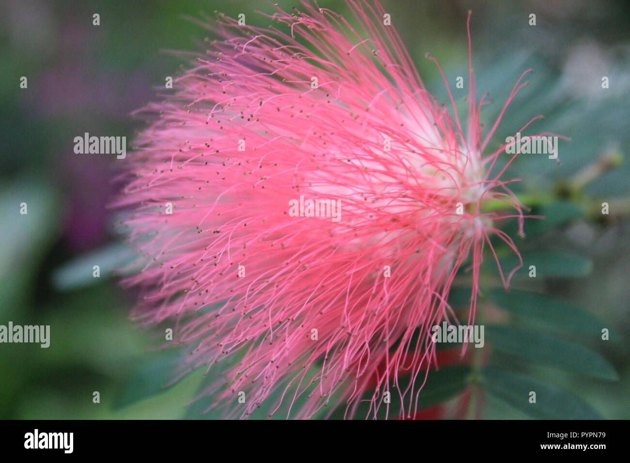 Calliandra surinamensis, pink powder puff, C. surinamensis, beautiful flowering plants growing in the flower garden. Stock Photo