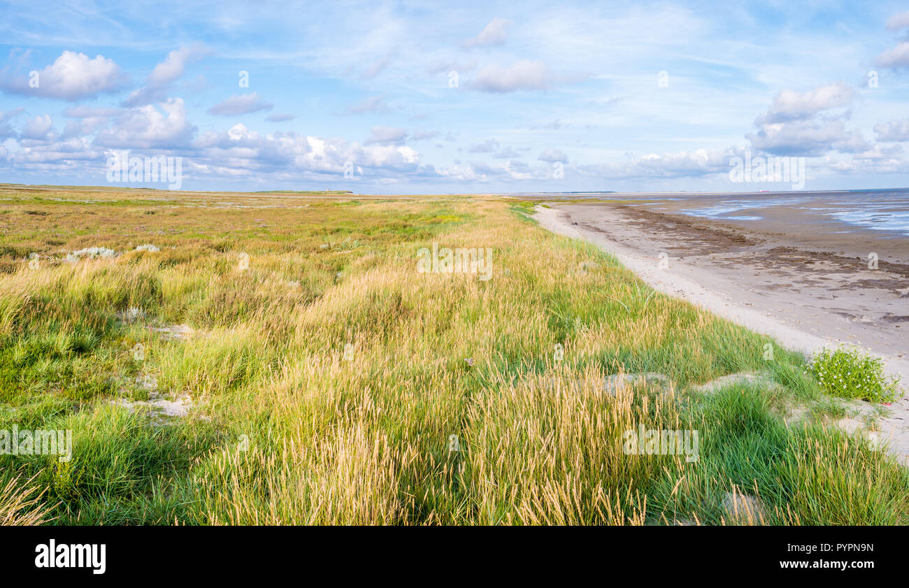 Salt marshes with sea lavender, dunes with sand couch and marram grass and tidal flats at low tide of Wadden Sea on Boschplaat, Terschelling, Netherla Stock Photo