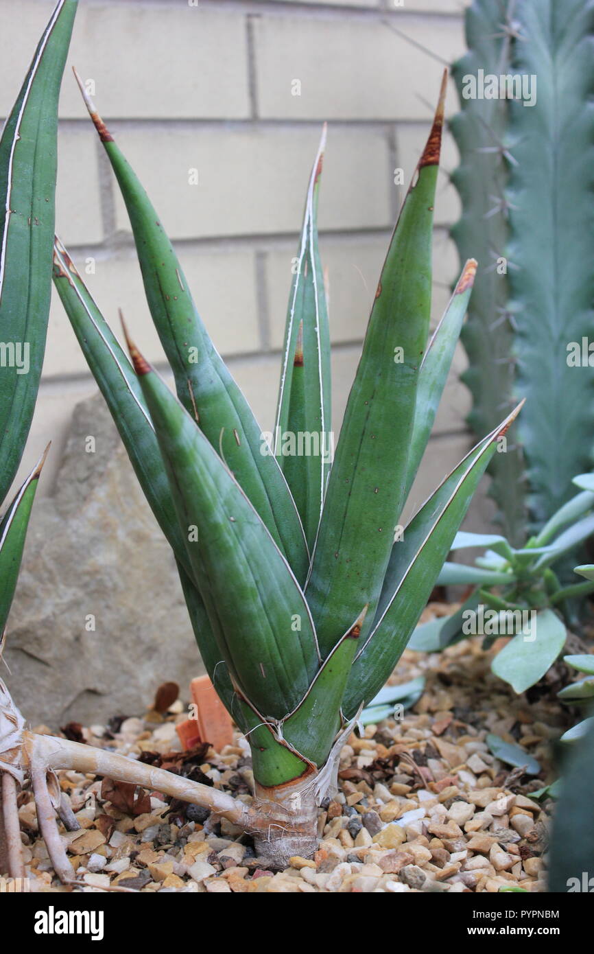 Highly prized cultivated Sansevieria pinguicula, also known as the walking  sansevieria desert plant growing in the desert garden Stock Photo - Alamy