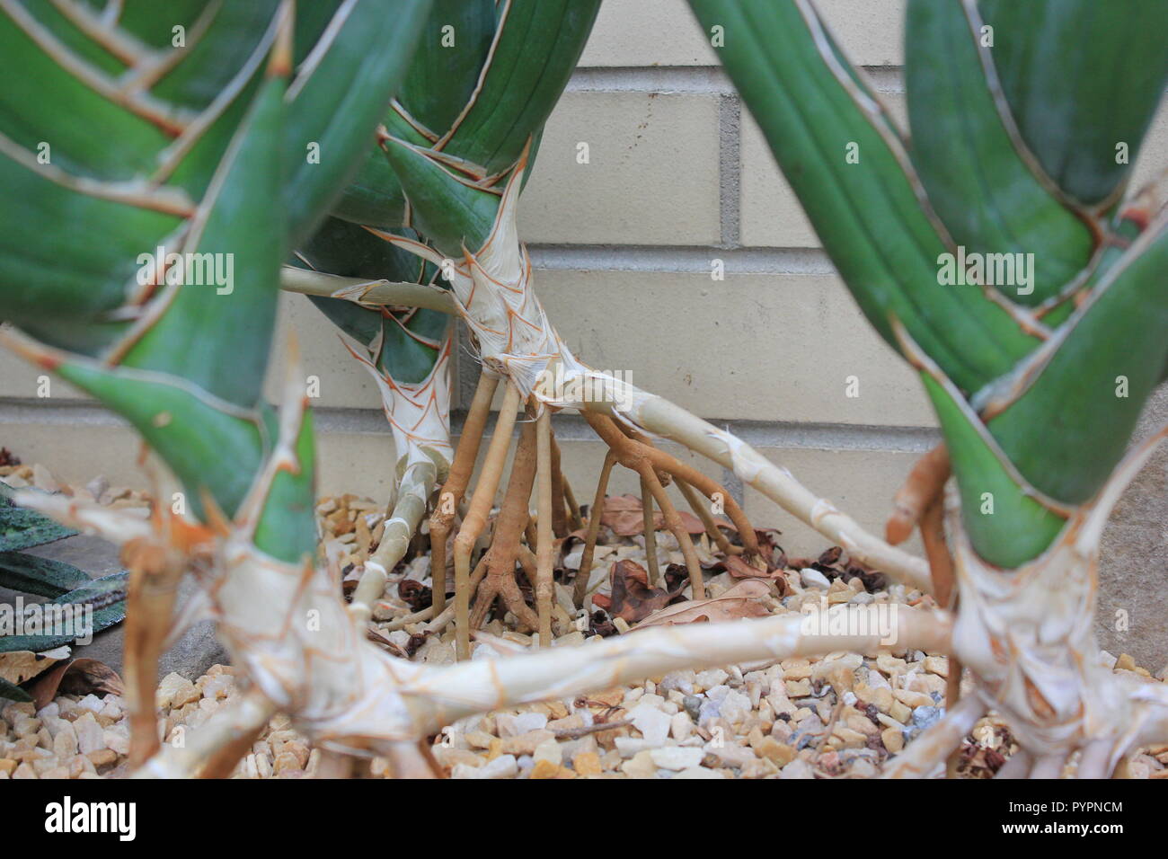 Highly prized cultivated Sansevieria pinguicula, also known as the walking  sansevieria desert plant growing in the desert garden Stock Photo - Alamy