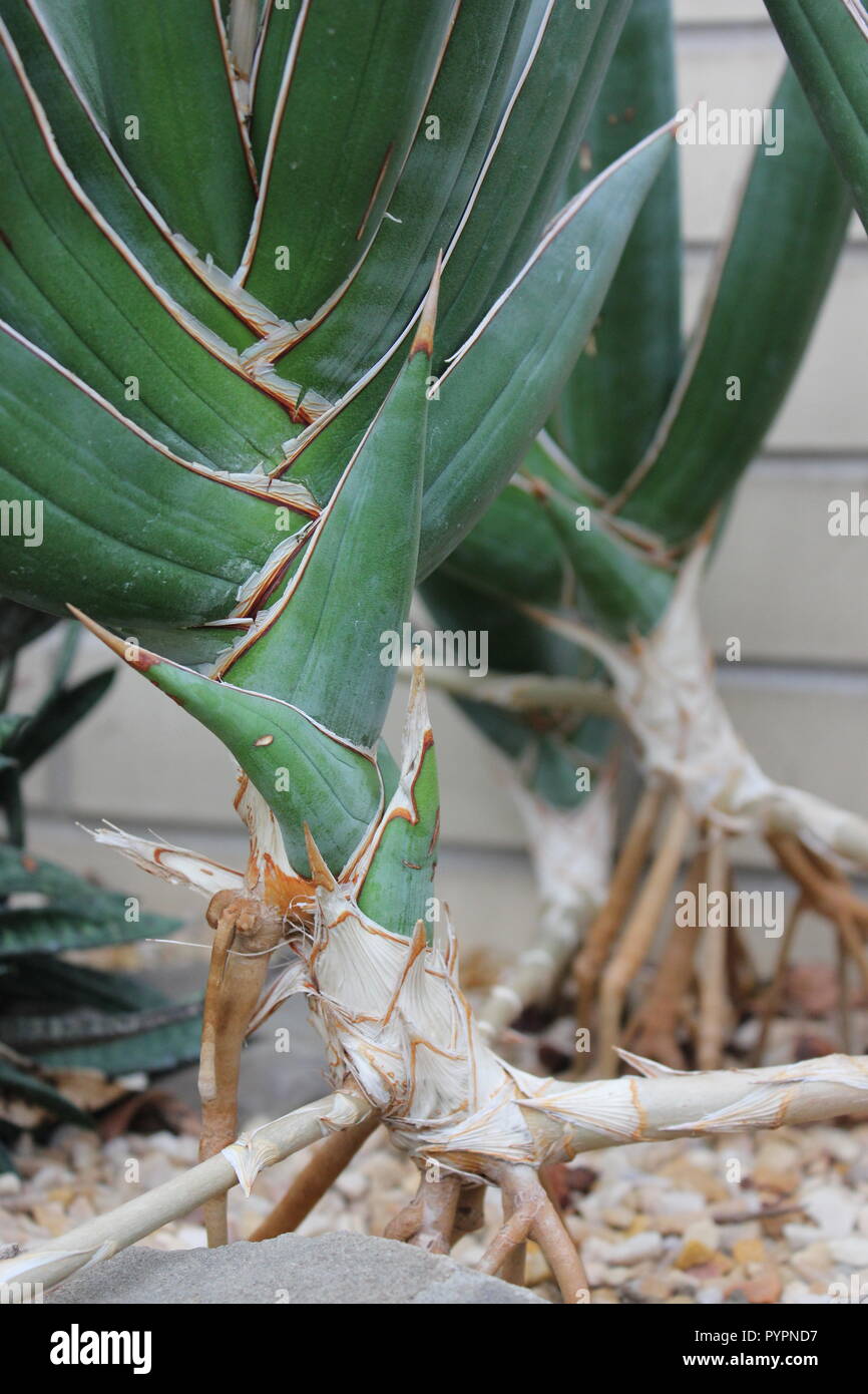 Highly prized cultivated Sansevieria pinguicula, also known as the walking  sansevieria desert plant growing in the desert garden Stock Photo - Alamy