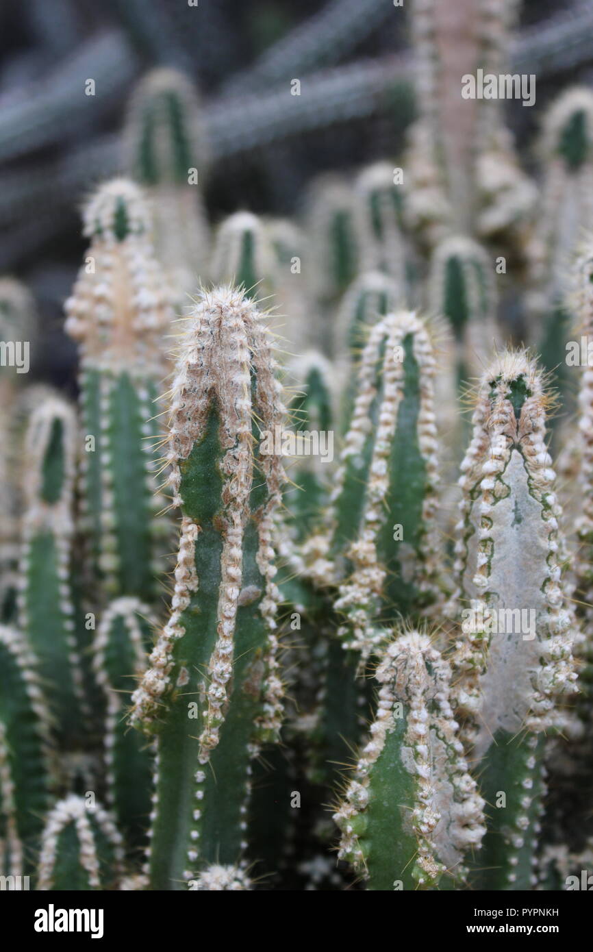 Tall elongated and green euphorbia desert cactus plant and also a