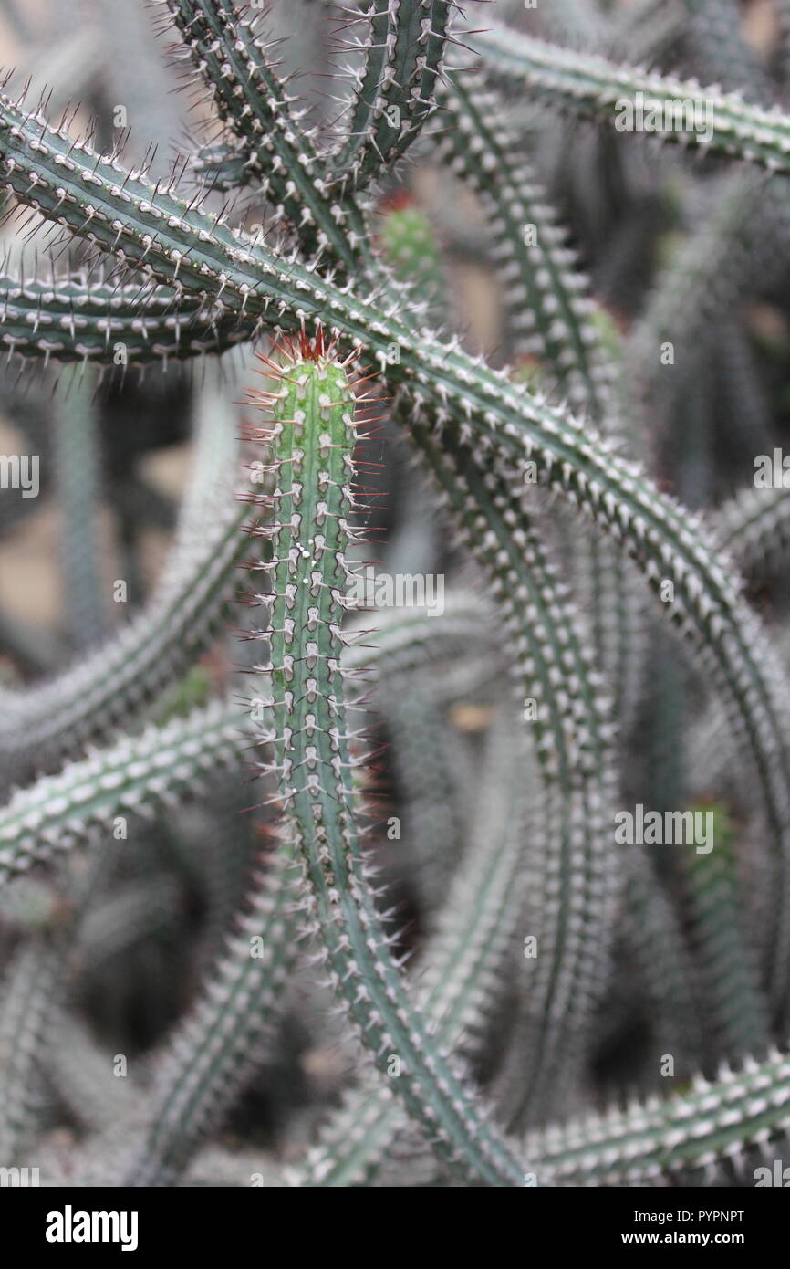 Red spine euphorb cactus plant, Euphorbia baioensis, desert plant at