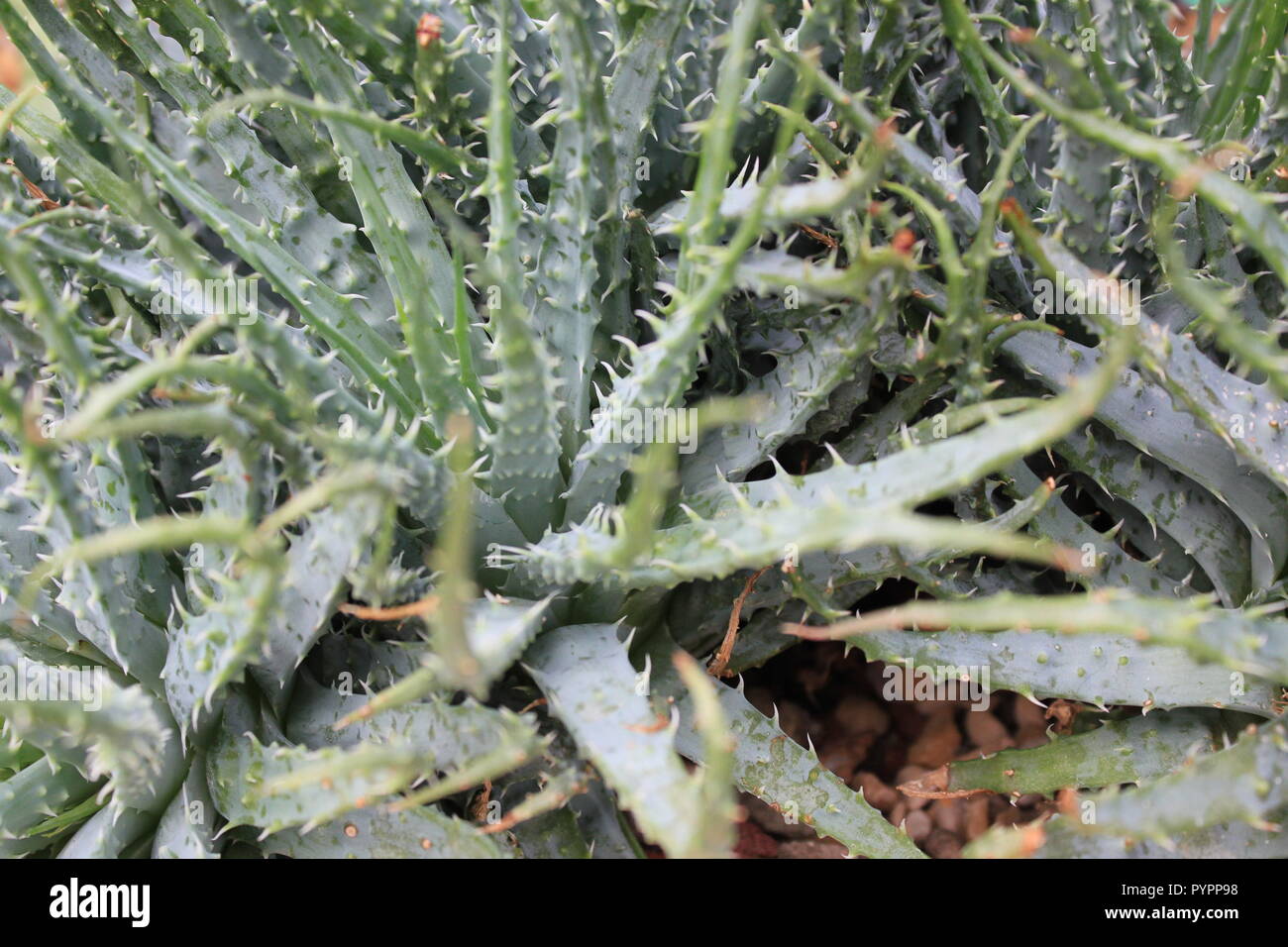 Spiky Aloe nobilis Species desert plant growing in the desert garden. Stock Photo