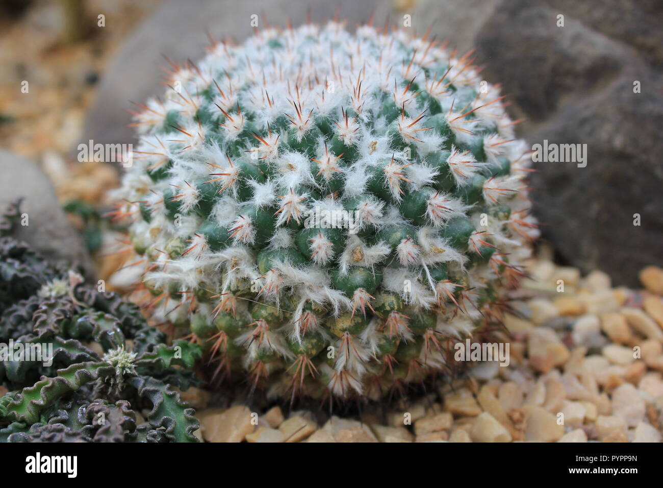 Mammillaria albata hi-res stock photography and images - Alamy
