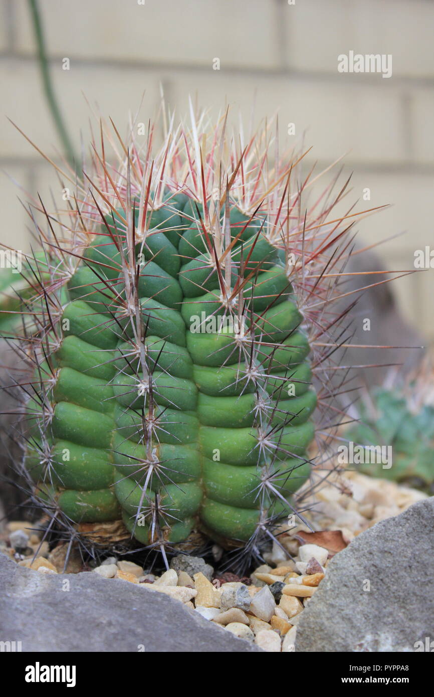 Mammillaria longimamma, finger cactus, desert plant growing in the desert  garden Stock Photo - Alamy