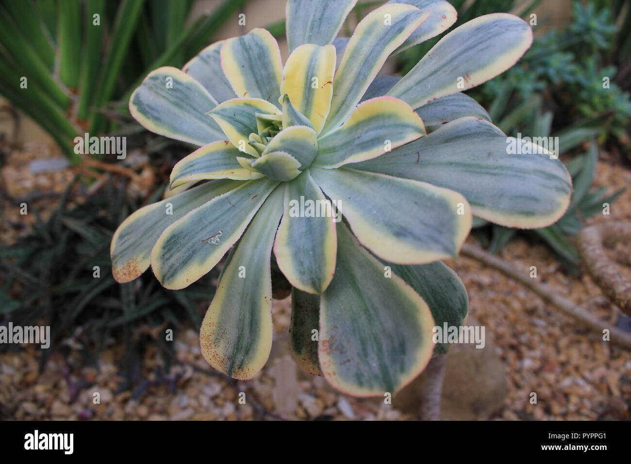 Aeonium sunburst, sun aeonium, selenium arboreum, copper pinwheel, plant growing in the garden Stock Photo - Alamy