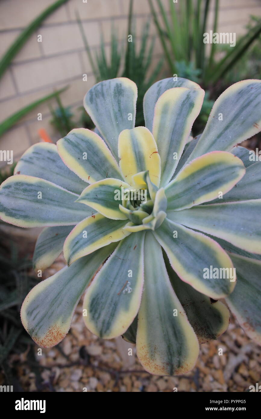 Aeonium sunburst, sun aeonium, selenium arboreum, copper pinwheel