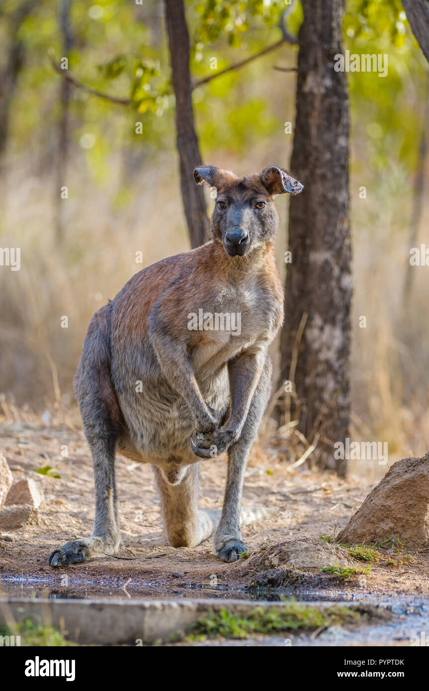 The old warrior, male, Black Wallaroo ears bent over with the weight of time and many ticks quenches his thirst at an outback waterhole in Australia. Stock Photo