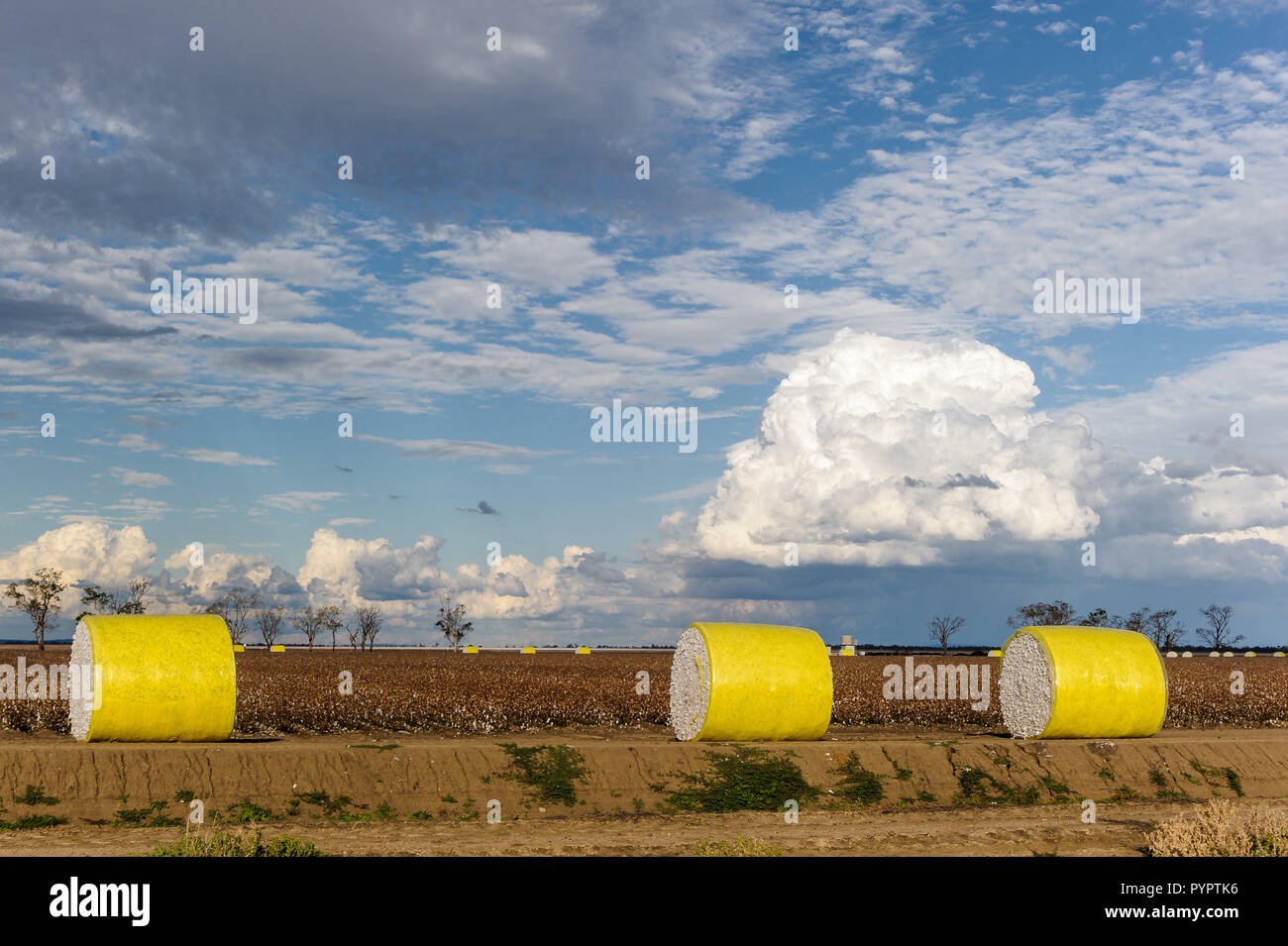 Three round cotton bales wrapped in yellow plastic stacked beside an access road waiting for pick-up on a cotton farm in Moree, Queensland, Australia. Stock Photo