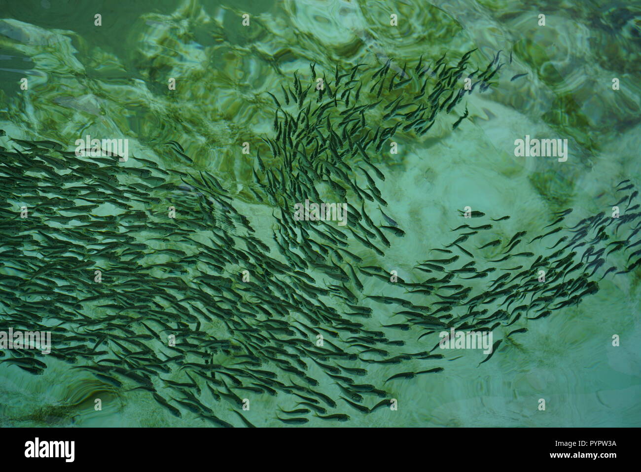 School of fish Stock Photo