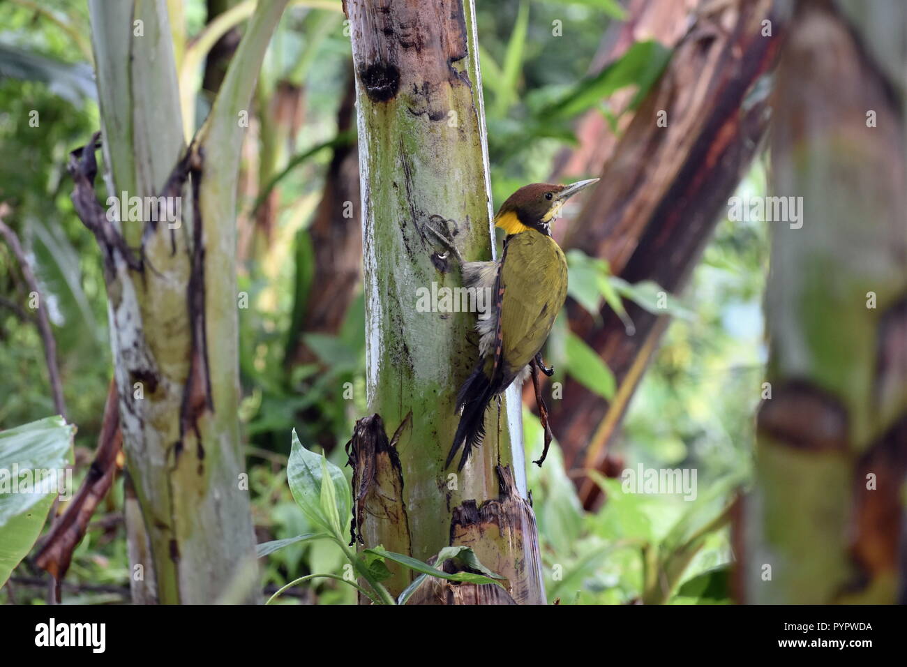 Lesser Yellow Naped Woodpecker Stock Photo