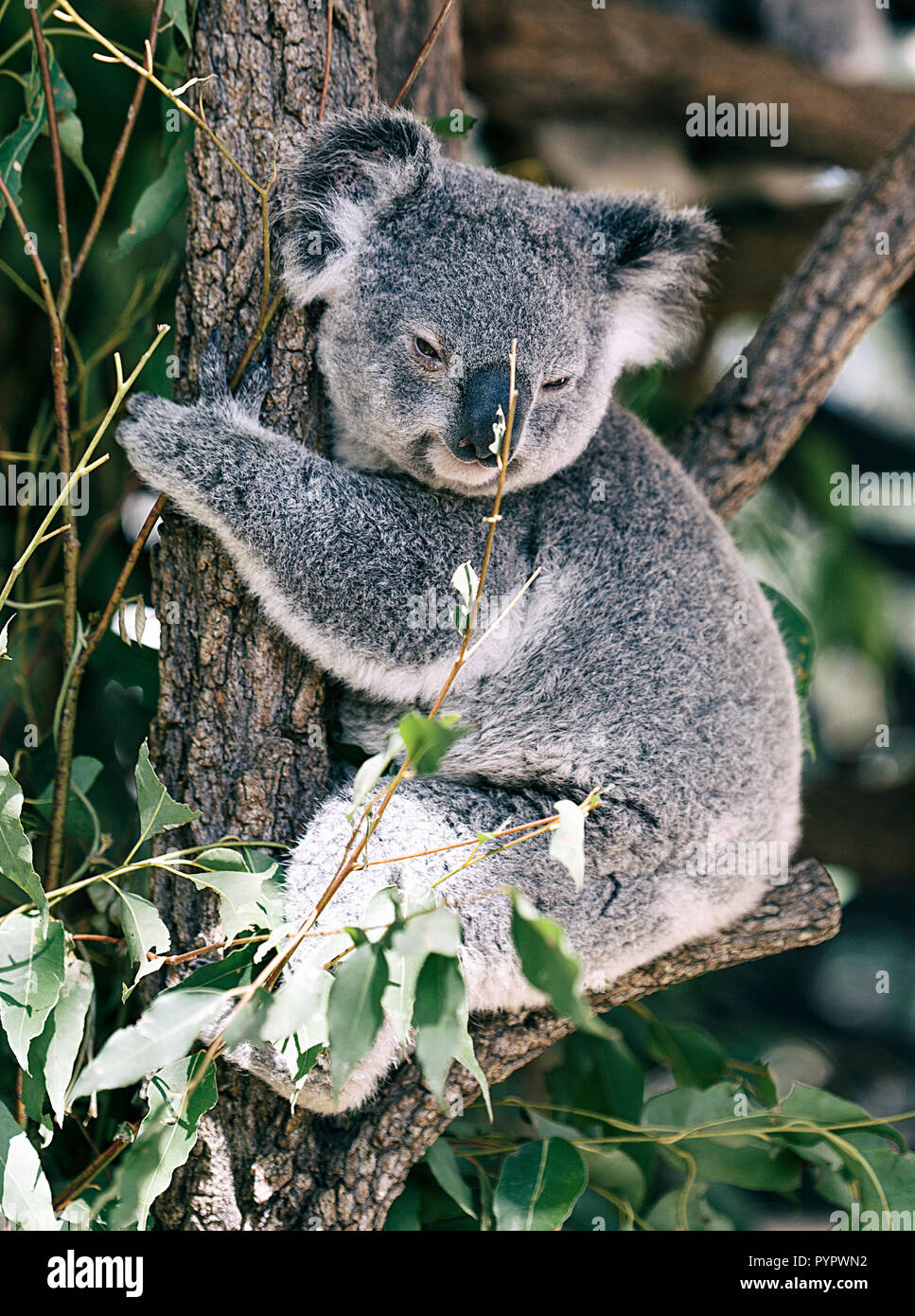 koala V, brisbane Stock Photo