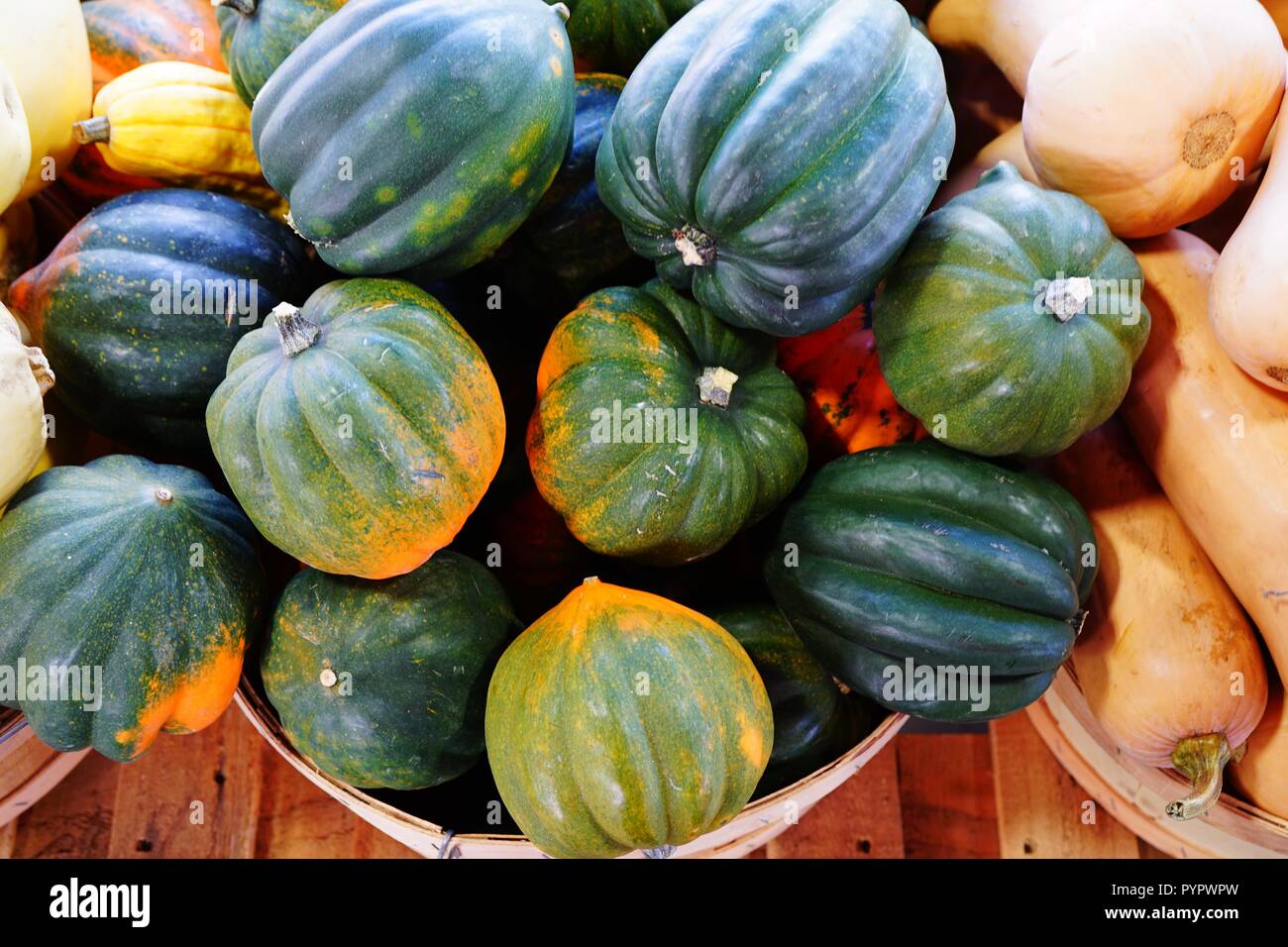 Basket of green and orange acorn squash in the fall Stock Photo
