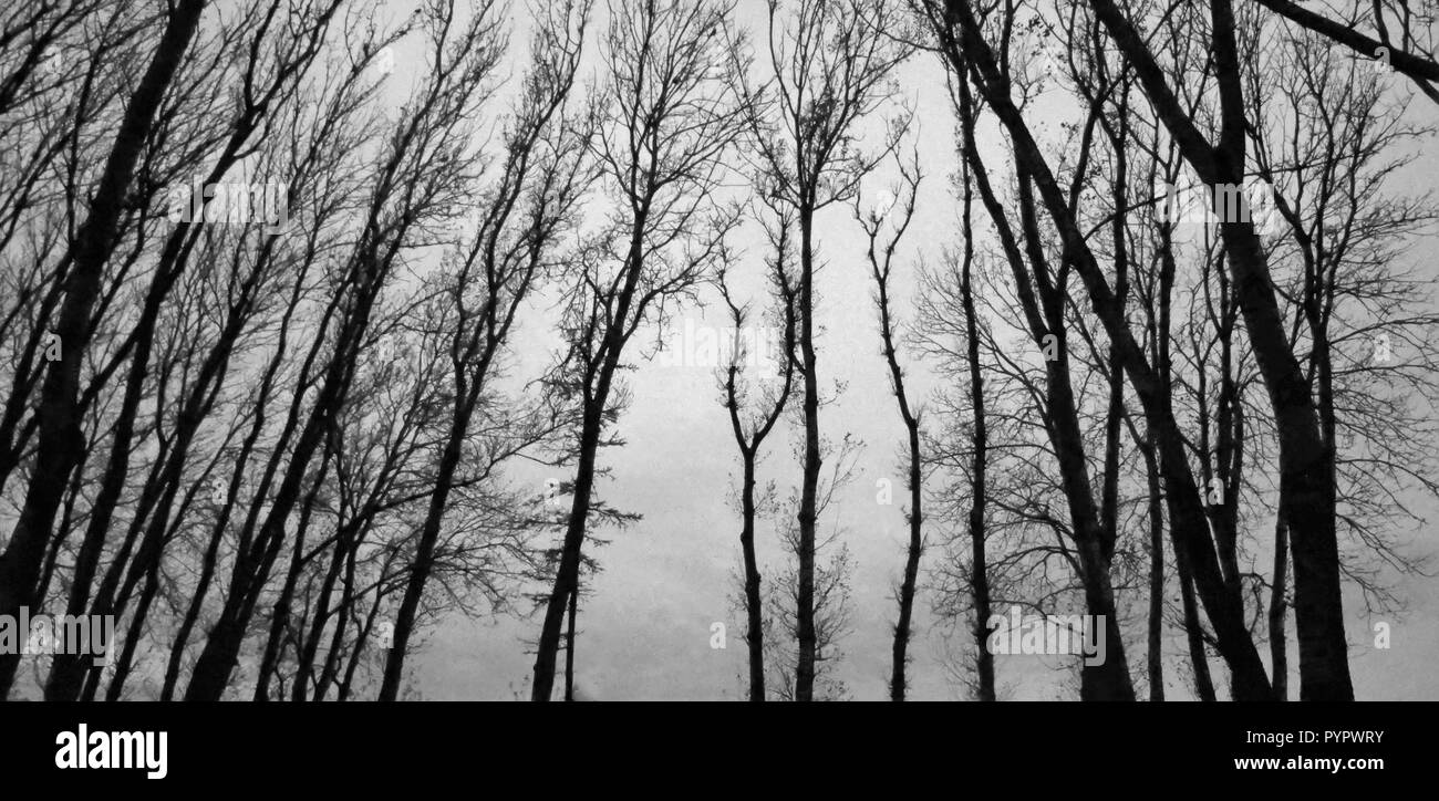 Black silhouettes of bald tree branches, black and white Stock Photo