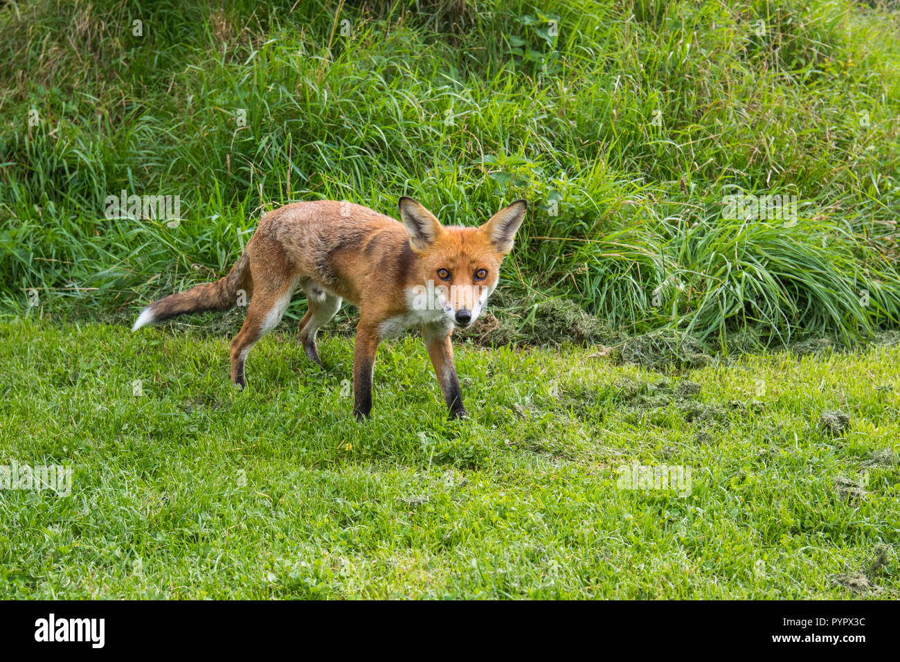 Red Fox on grass Stock Photo