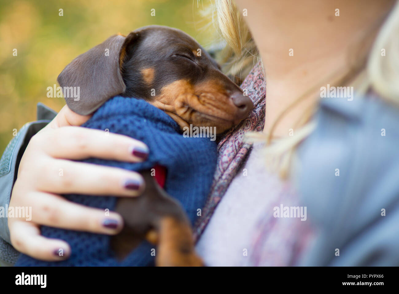 Sleeping Cute Miniature Dachshund Puppy Stock Photo