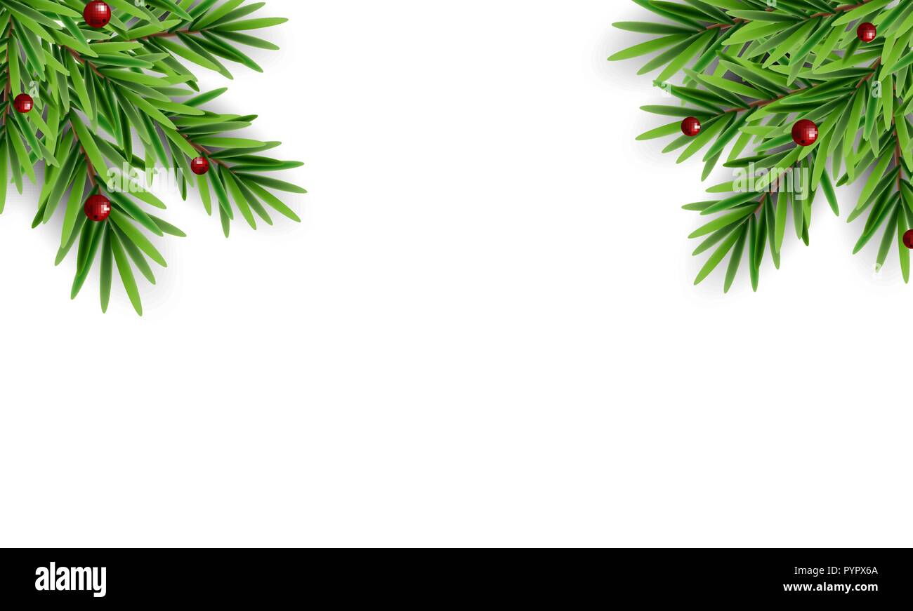Spruce branches fir with berries abstract christmas background Vector ...
