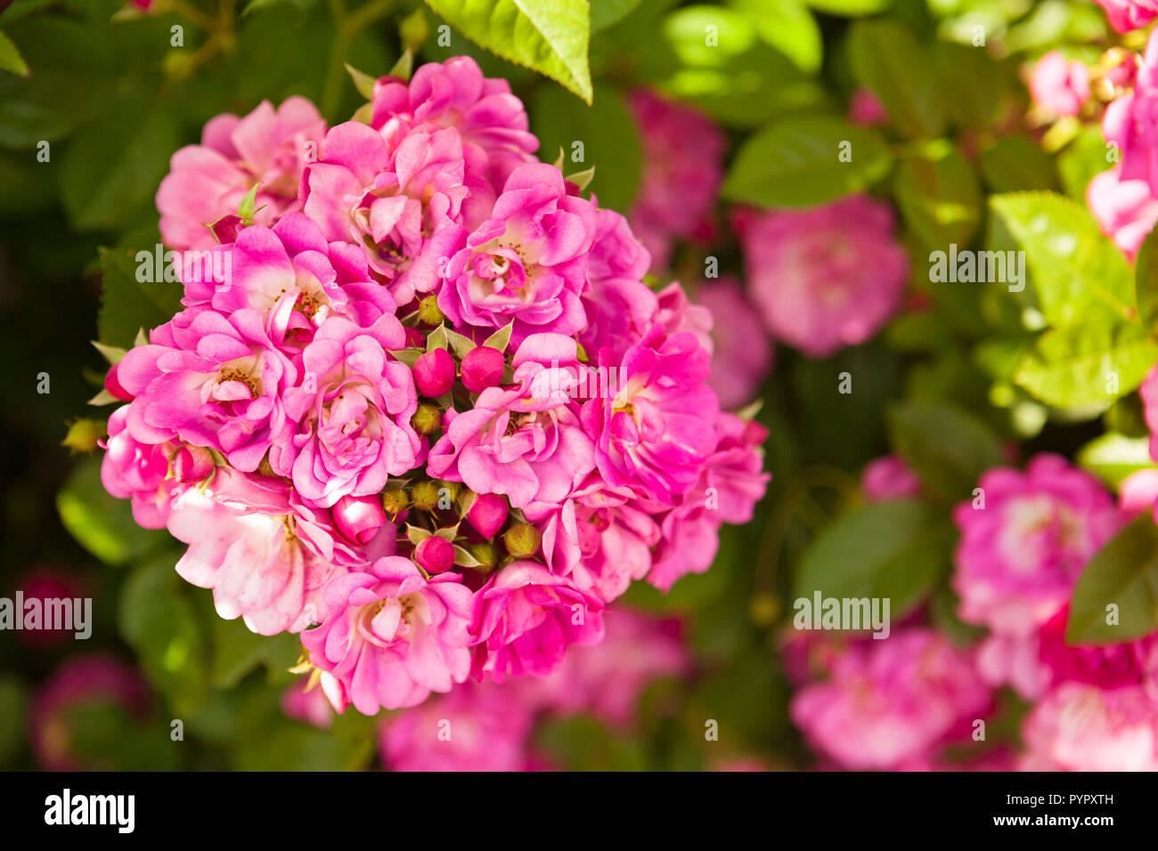 Bright pink roses blossom Stock Photo - Alamy