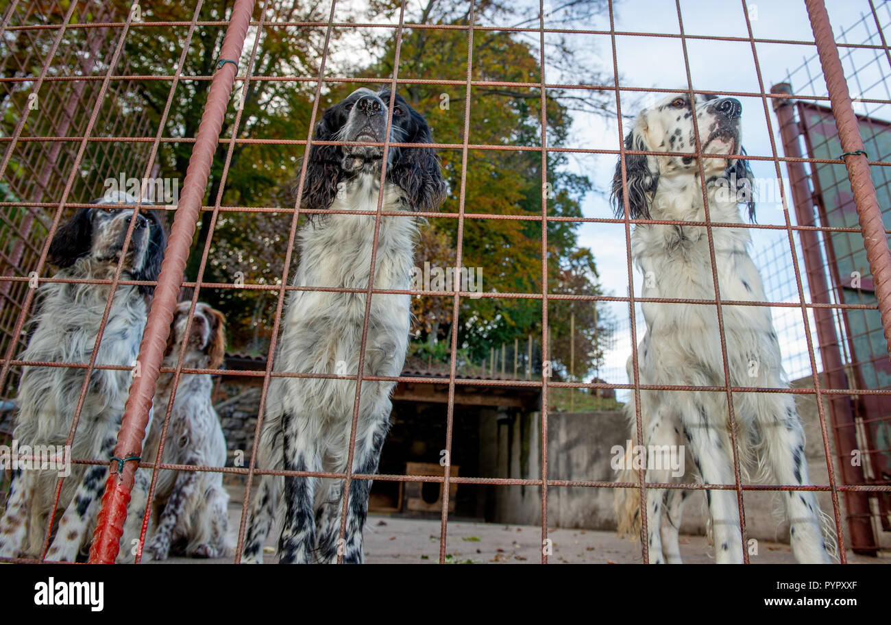 Hunting dog in a cage Stock Photo Alamy