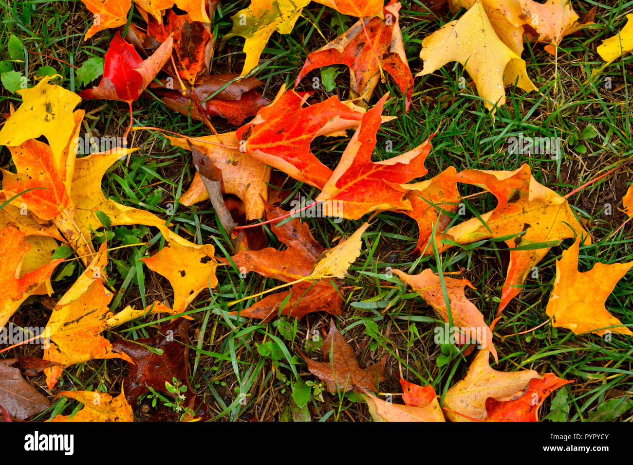 A horizontal image of maple tree leaves that have fallen to the ground in the cool fall weather in Sussex New Brunswick, Canada. Stock Photo